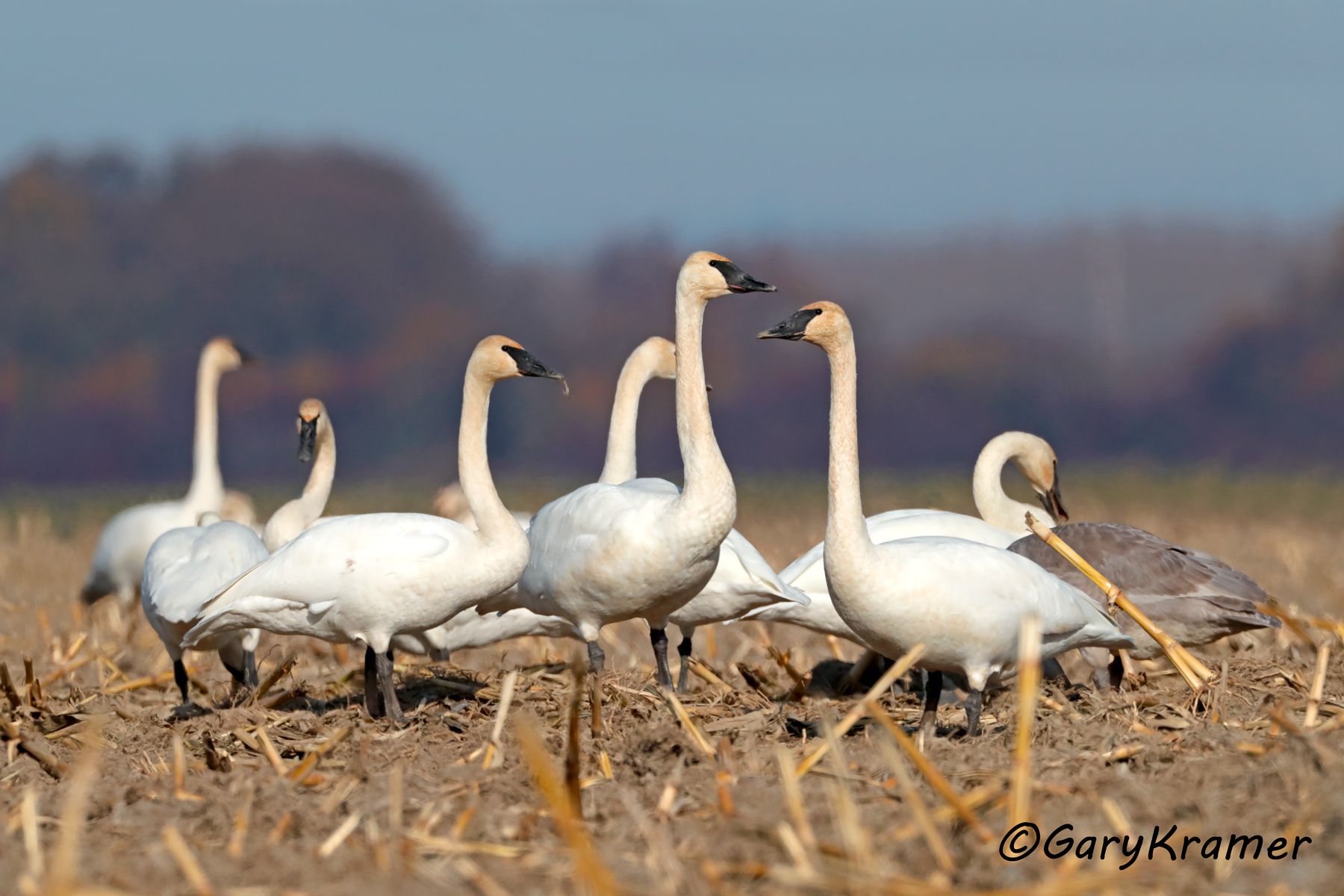 Trumpter Swan (Cygnus buccinator)  Trumpter Swan (Cygnus buccinator) - NBWSt#294d