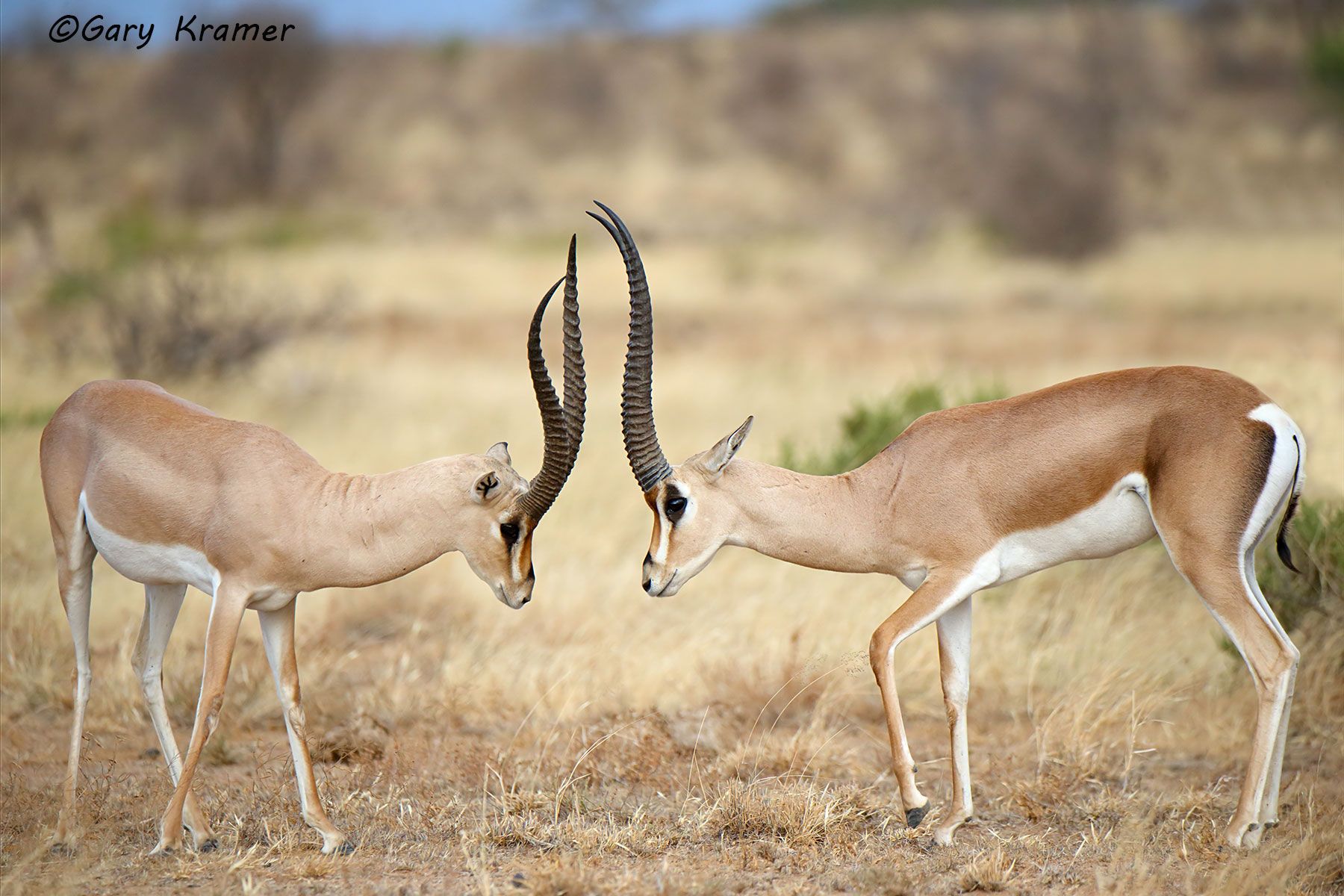 Grant's Gazelle (Gazella granti) Grant's Gazelle (Gazella granti) - AMUGg#254d
