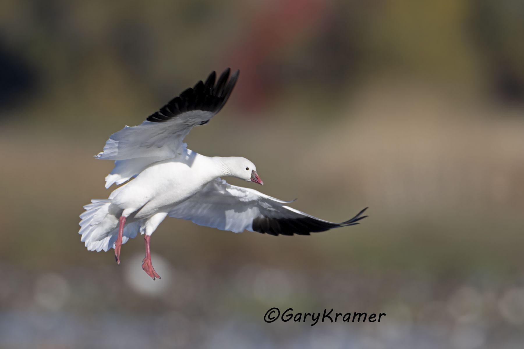 Ross's Goose (Chen rossii) - NBWRg#1563d