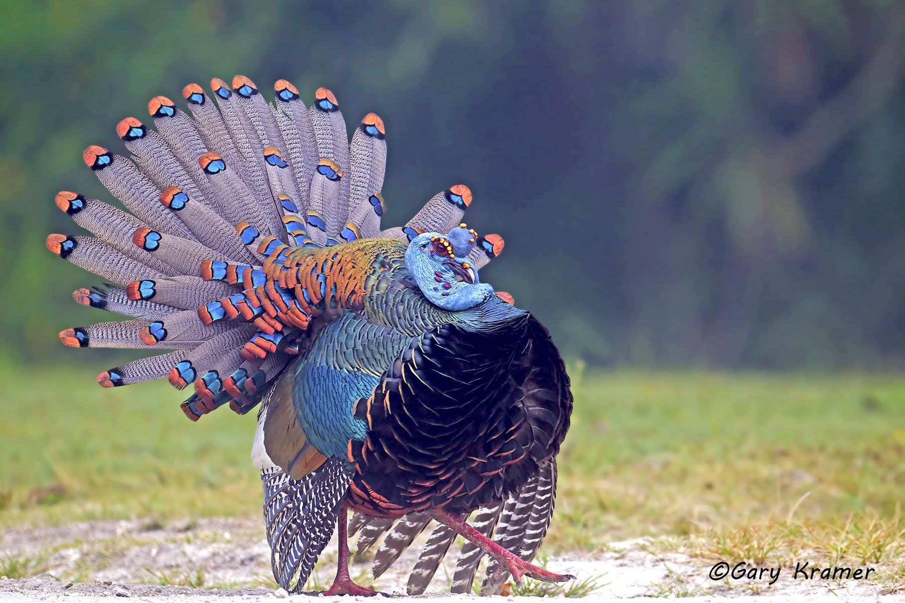 Ocellated Turkey (Meleagris ocellata) by GaryKramer.net, 530-934-3873, gkramer@cwo.com Ocellated Turkey (Meleagris ocellata) - NBGTx#427d