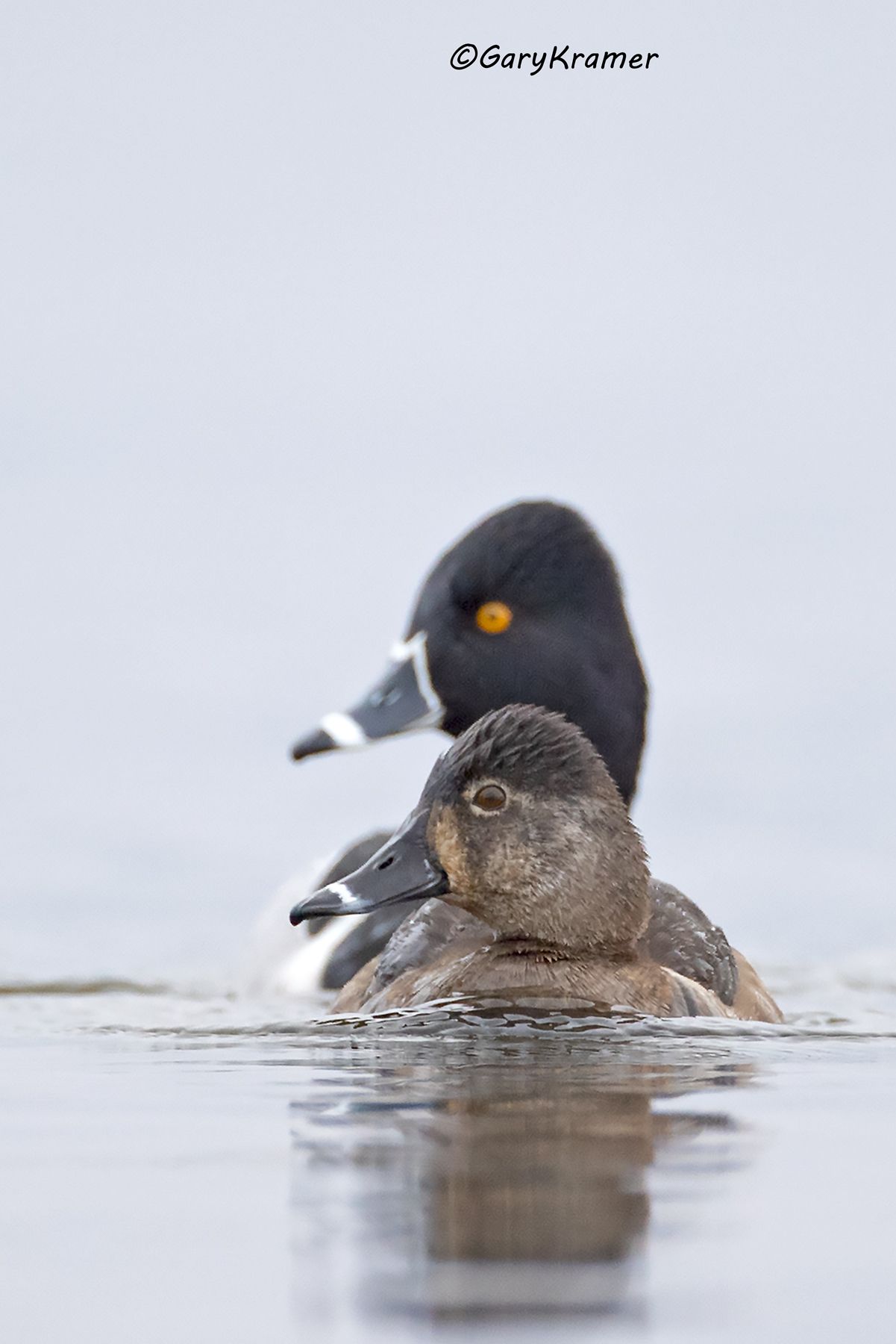 Ring-necked Duck (Aythya collaris) Ring-necked Duck (Aythya collaris) - NBWRn#992d(5)