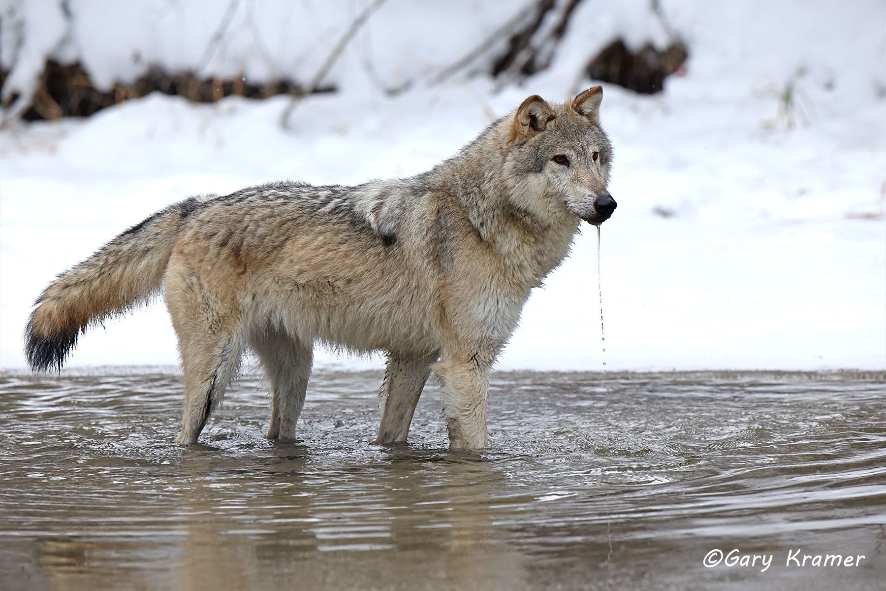 Gray Wolf (Canis lupus) - NMWg#1992d