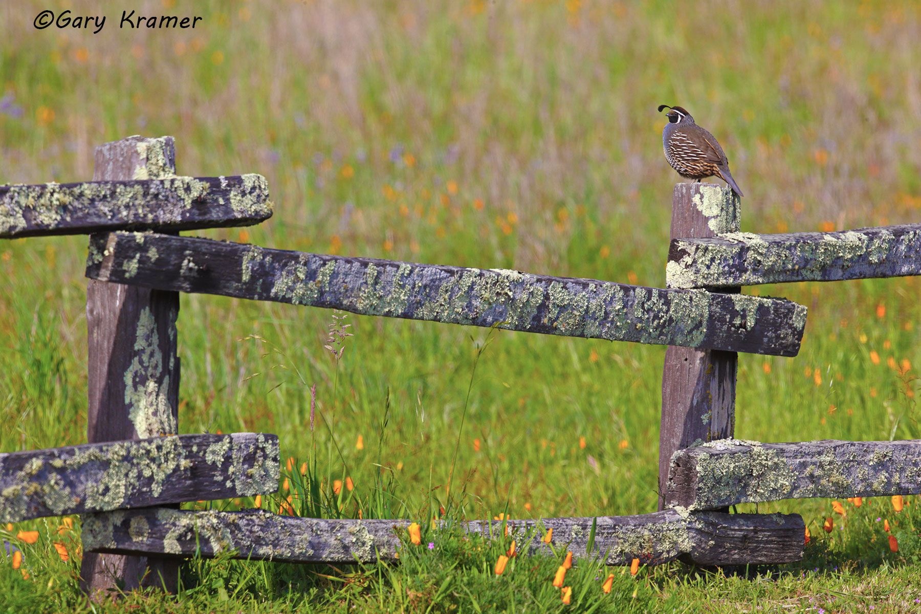 California Quail (Callipepla californica) - NBGQc#1583d