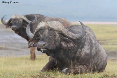 Cape Buffalo - Elephant - Rhino