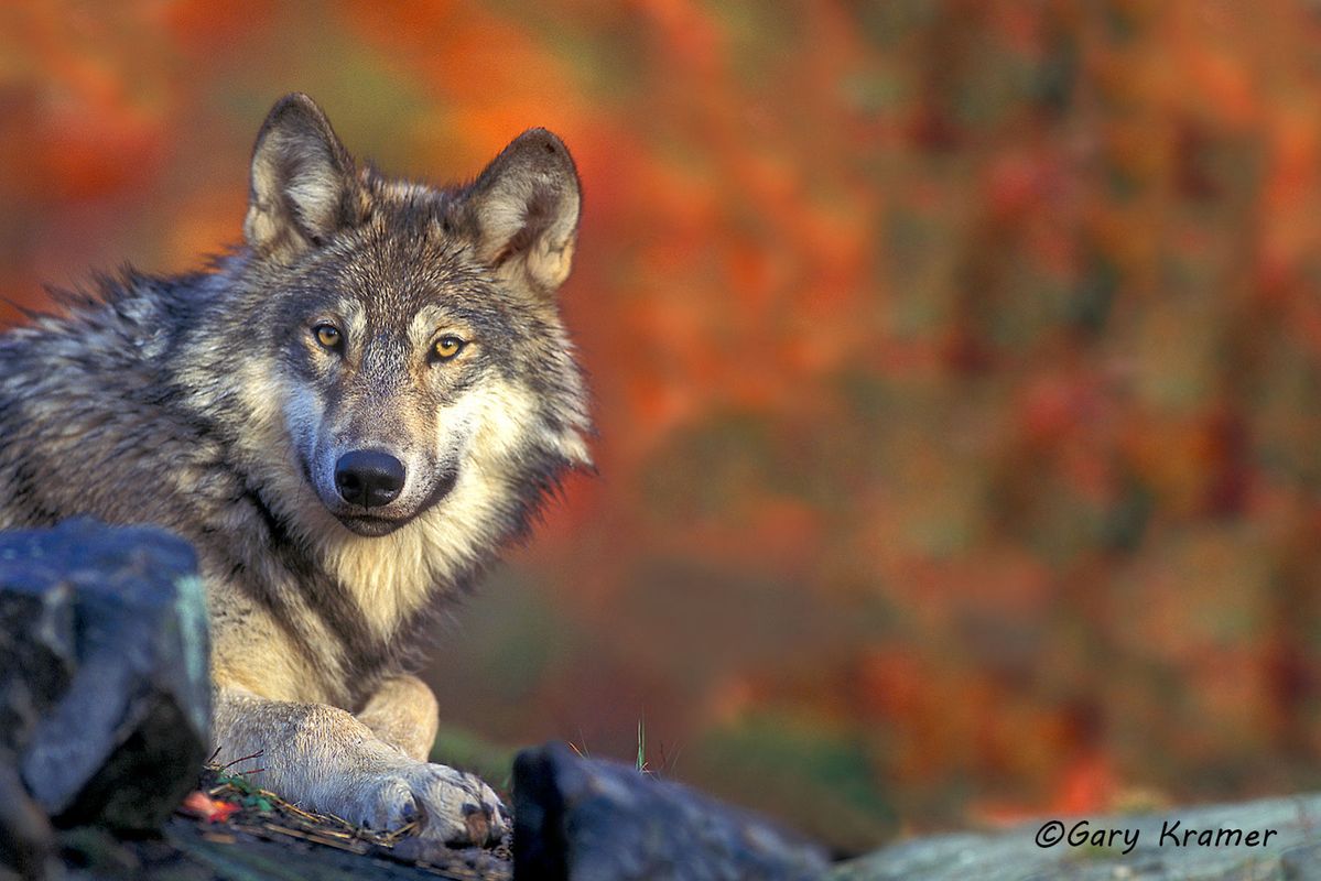 Wildlife - Gary Kramer Photographer / Writer