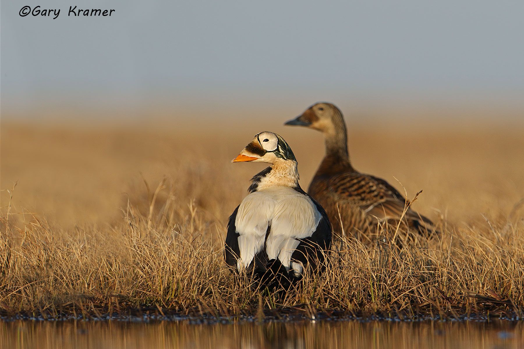 Spectacled Eider (Somateria fischeri) Spectacled Eider (Somateria fischeri) - NBWEs#255d