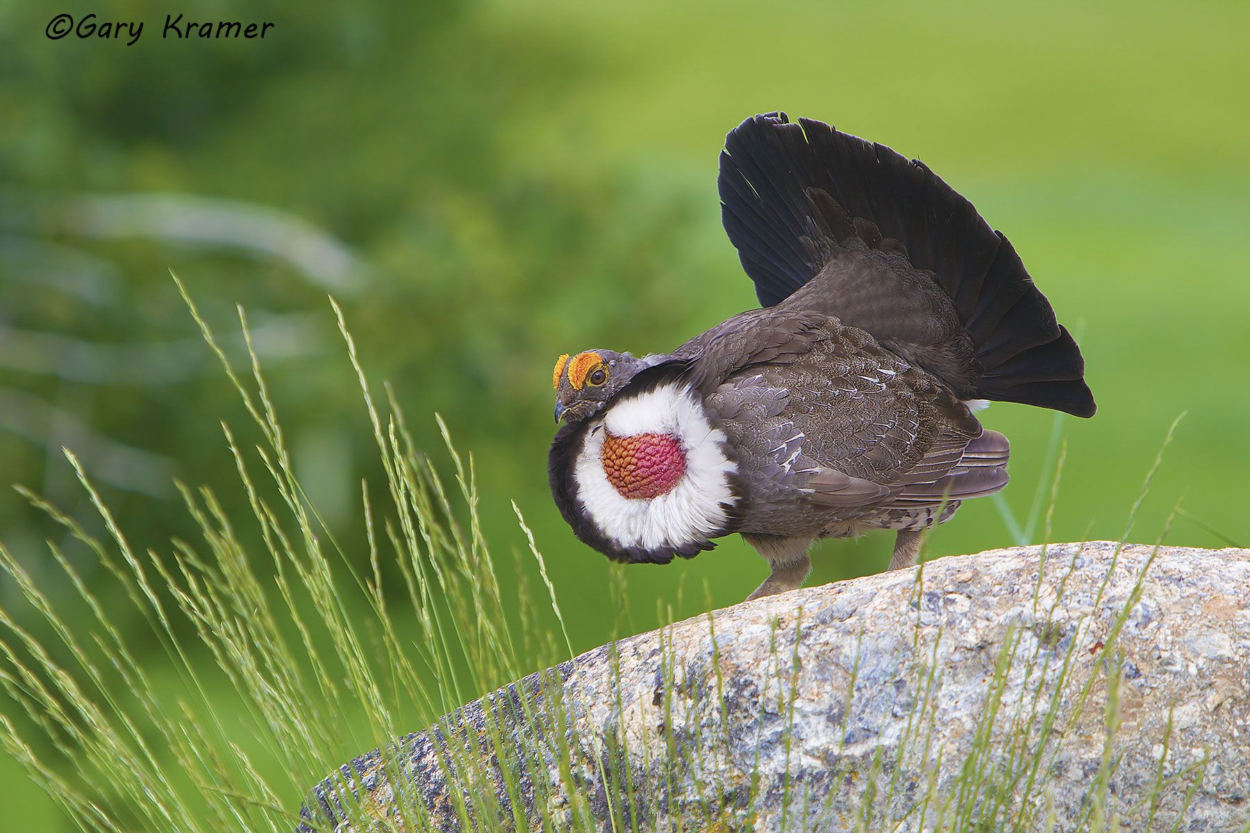 Dusky Grouse (Dendragapus obscurus) by Dusky Grouse (Dendragapus obscurus) - NBGd#290d