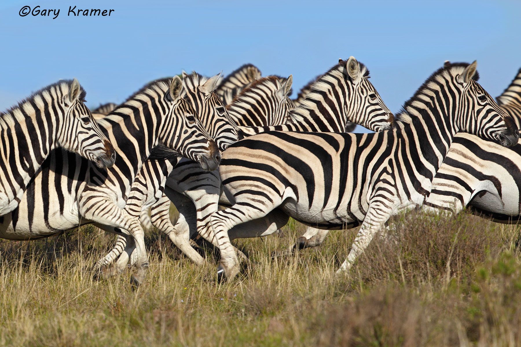 Plains Zebra (Equus quagga) Plains Zebra (Equus quagga) - AMZ#571d