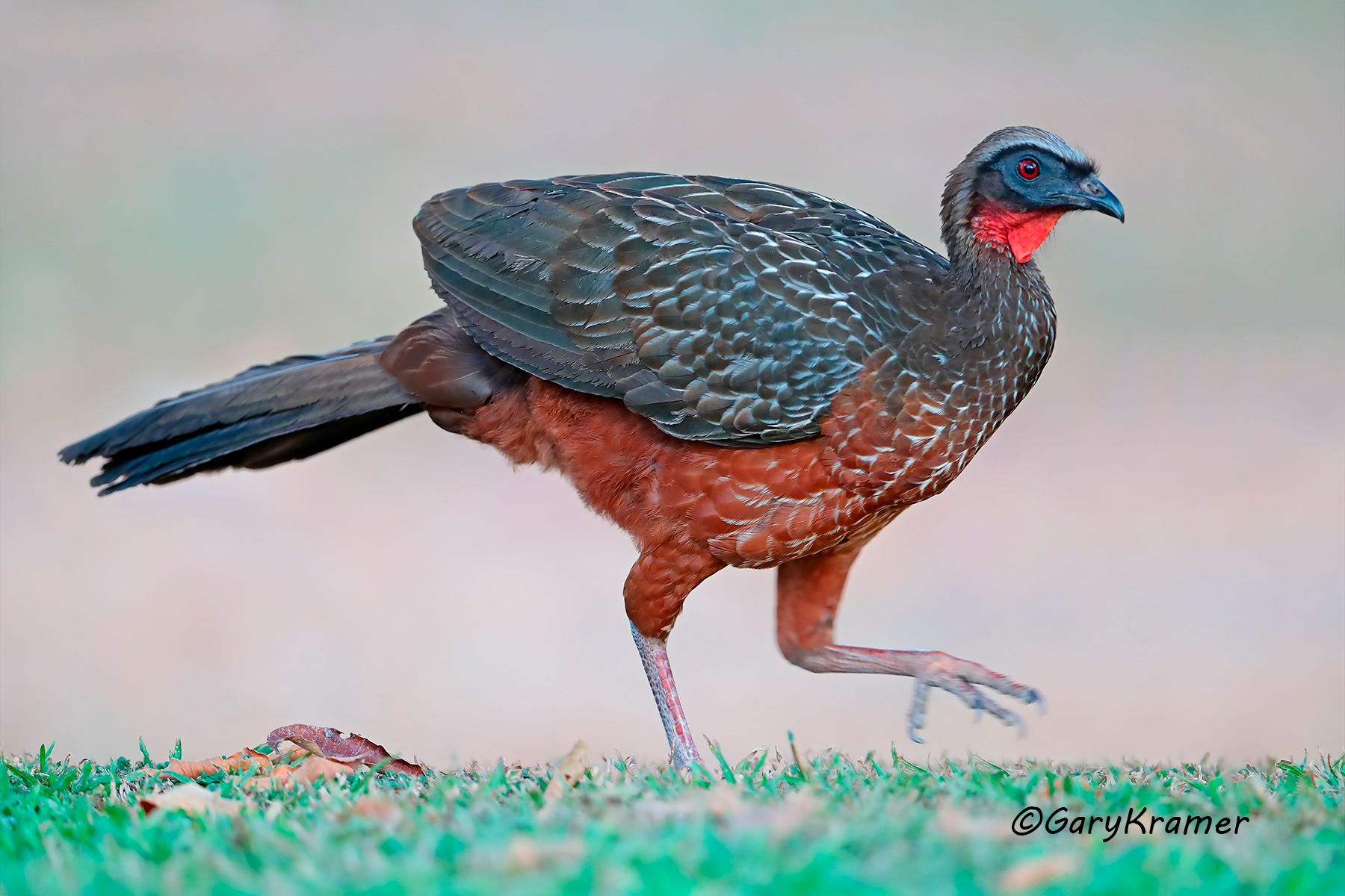 Chestnut Piping Guan (Penelope orchrogasta) Chestnut Piping Guan (Penelope orchrogasta) - SBGcp#016d