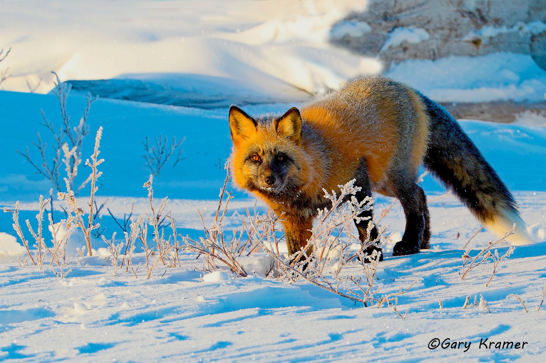 Red Fox (Cross Phase) (Vulpes fulva) - NMFc#121d