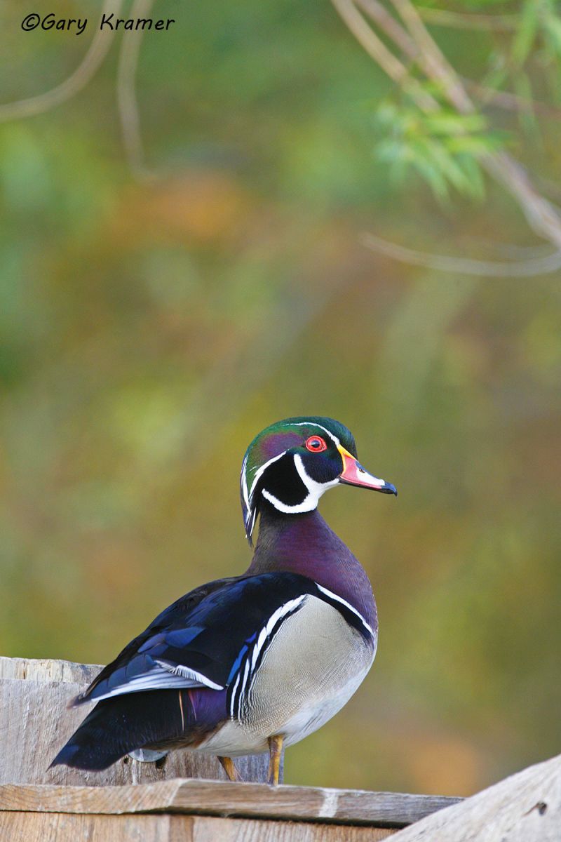 Wood Duck (Aix sponsa) - NBWWd#296d
