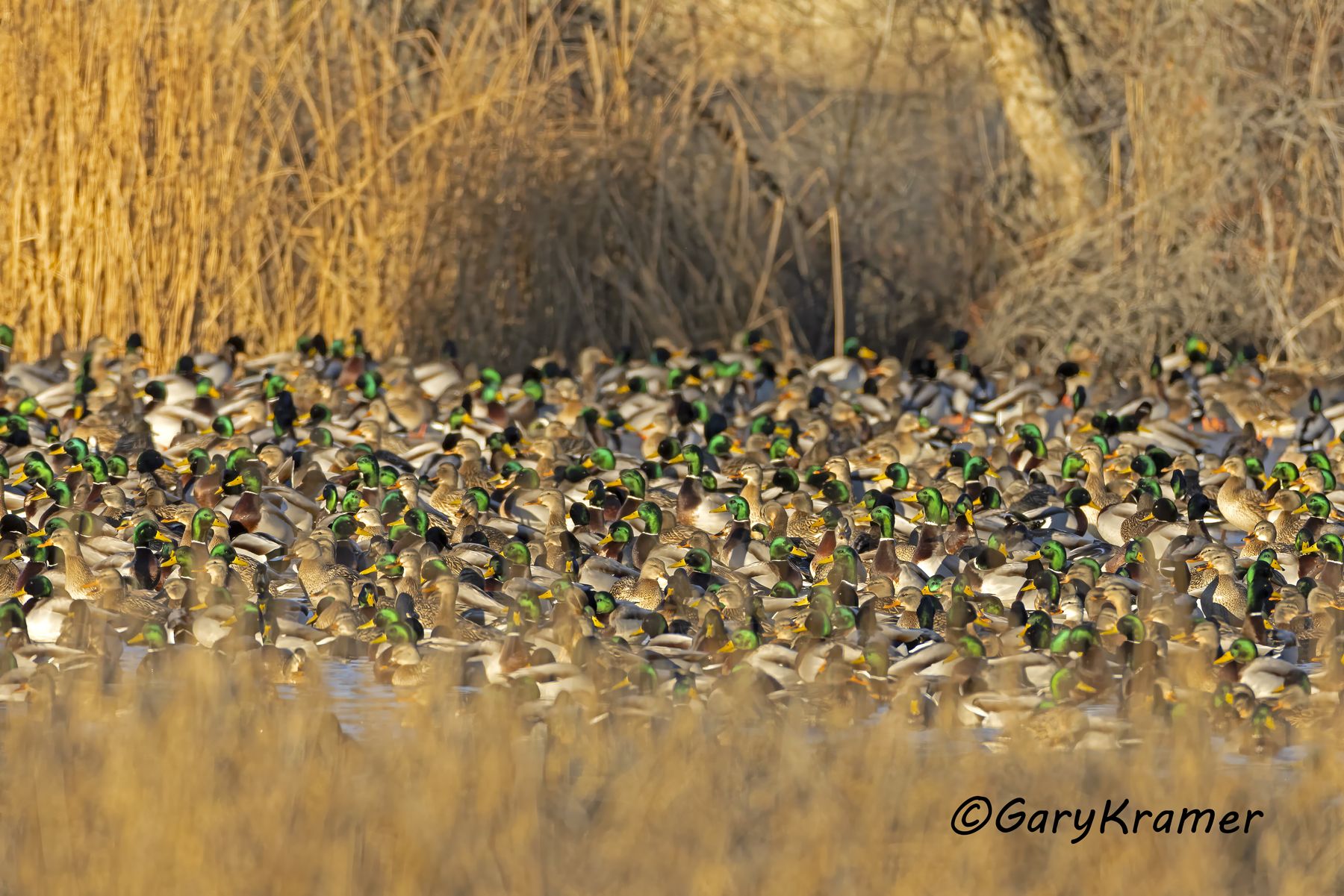 Mallard (Anas platyrhynchos) - NBWM#8306d