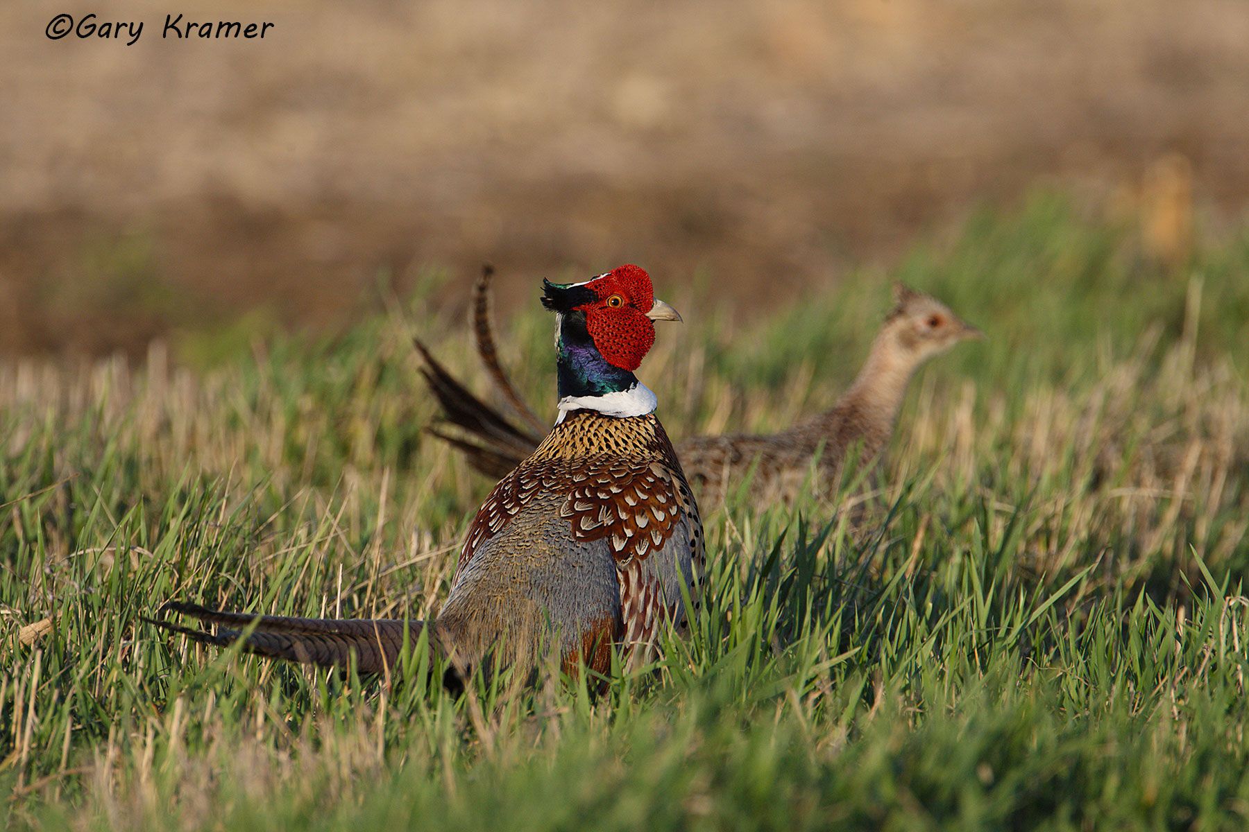 Ring-necked Pheasant (Phasianus colchicus) near Pierre South Dakota by GaryKramer.net, 530-934-3873, gkramer@cwo.com Ring-necked Pheasant (Phasianus colchicus) - NBGP#1158d