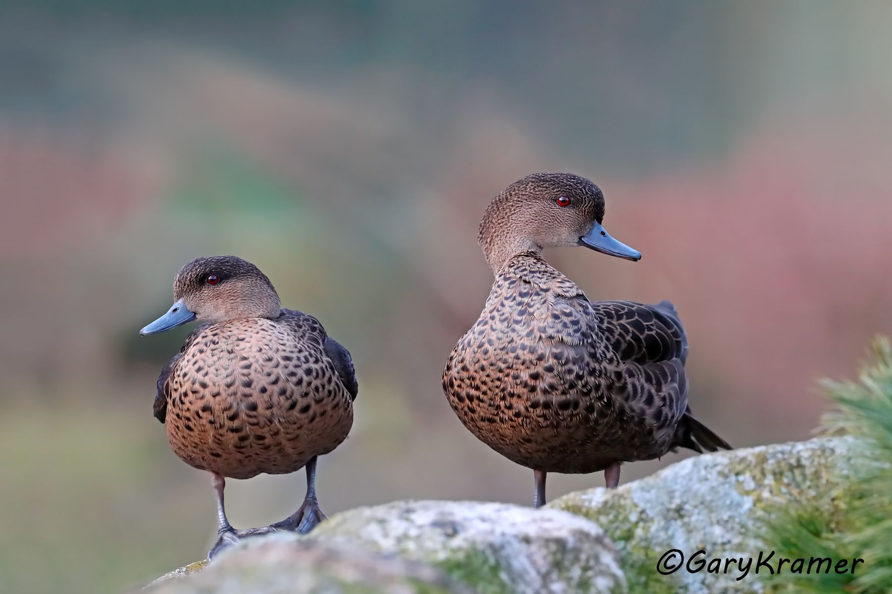 Sunda Teal (Anas gibberifrons)  Sunda Teal (Anas gibberifrons) - EBWTsg#106d