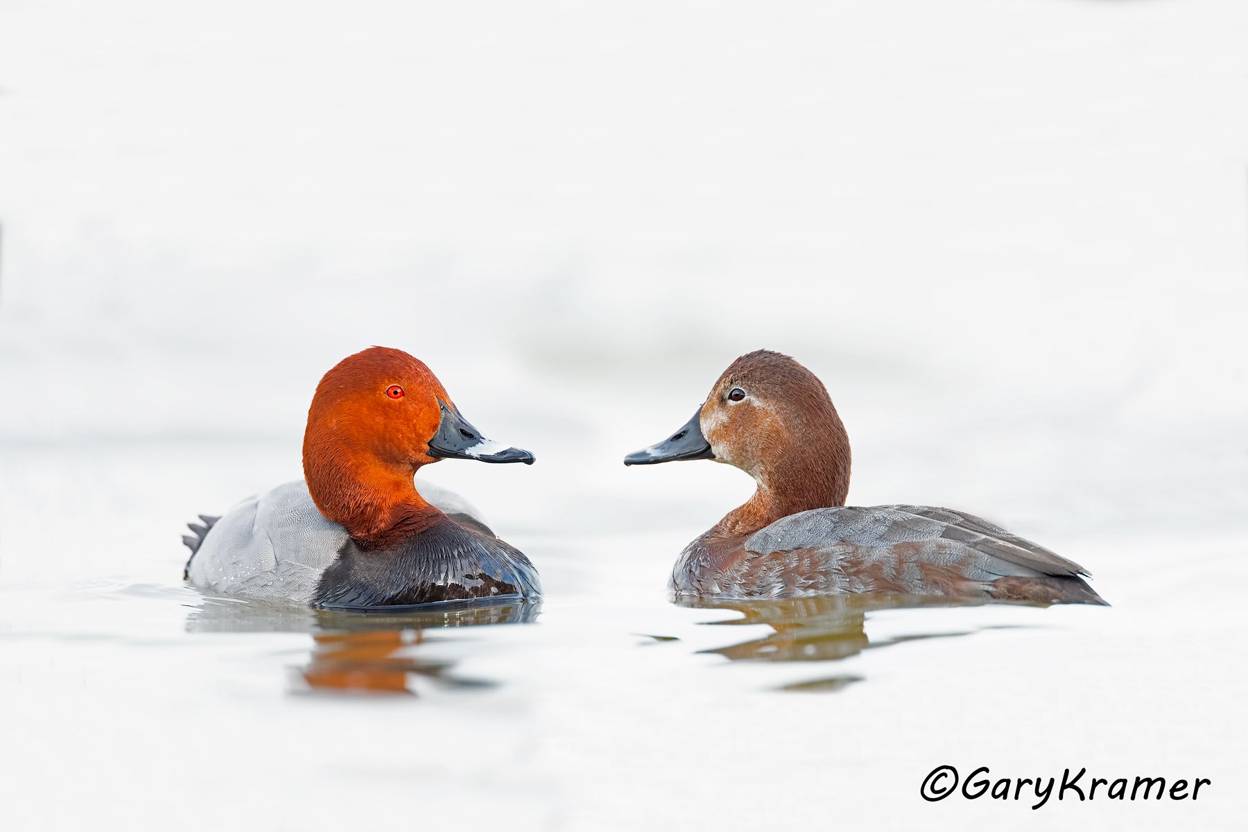 Common Pochard (Aythya ferina)  Common Pochard (Aythya ferina) - EBWP#238d(2)