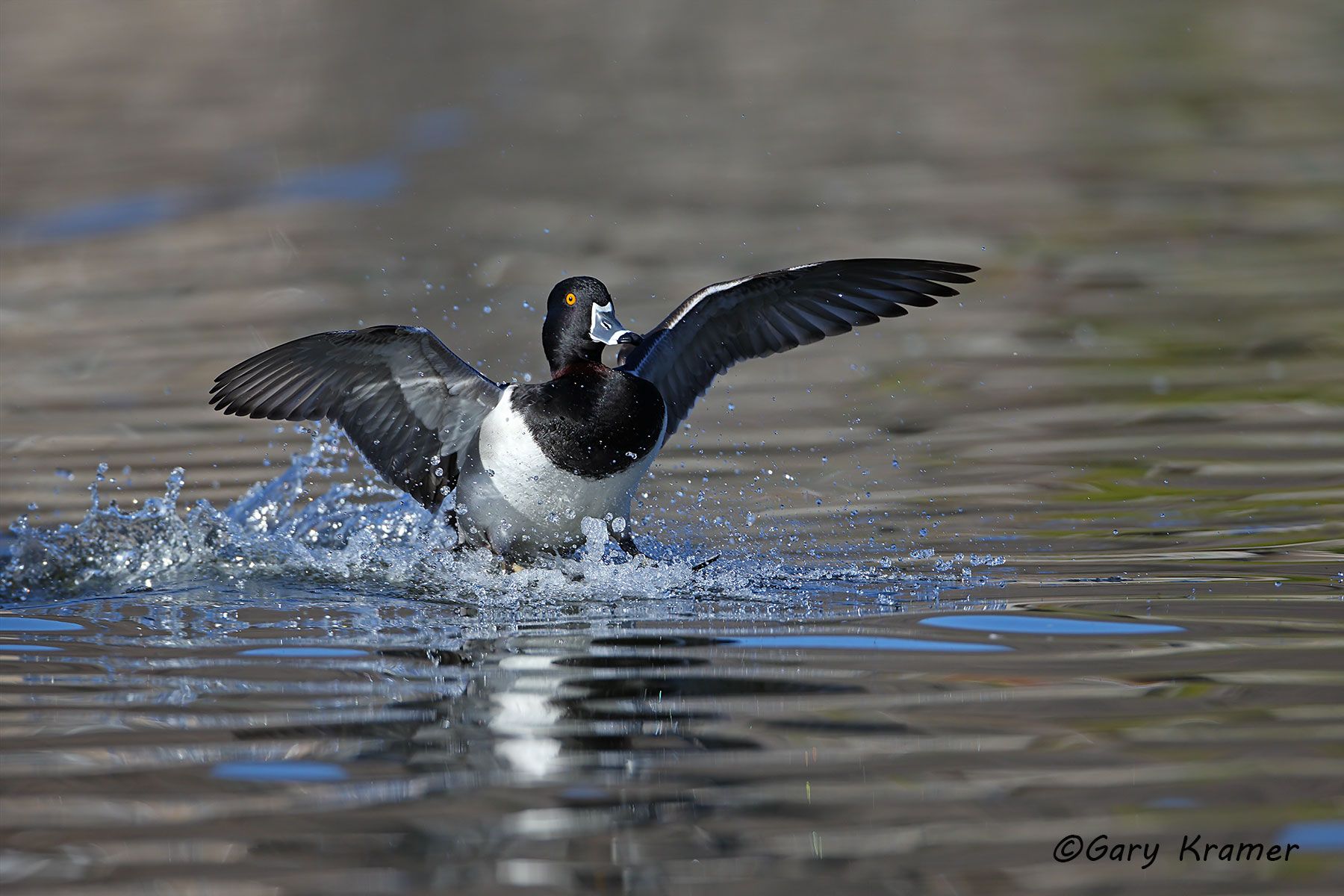 Ring-necked Duck (Aythya collaris) Ring-necked Duck (Aythya collaris) - NBWRn#469d