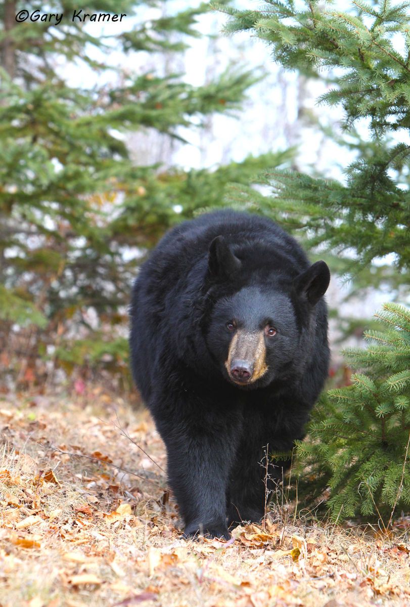 Black Bear (Urusus americanus) by GaryKramer.net, 530-934-3873, gkramer@cwo.com Black Bear (Urusus americanus) - NMBb#700d