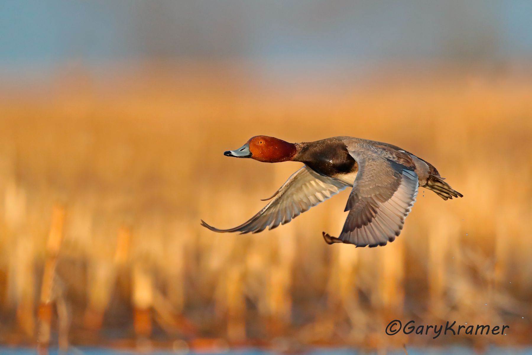 Redhead (Aythya americana) Redhead (Aythya americana) - NBWR#1620d