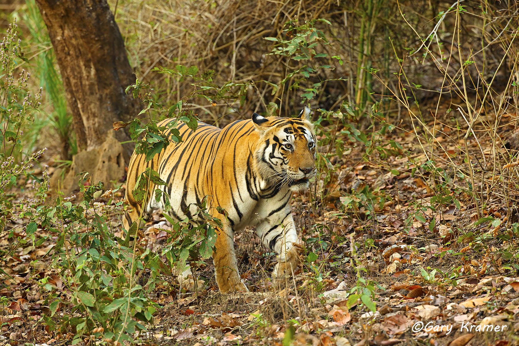 Tiger (Bengal) (Panthera tigrus tigrus) - AMTb#453d
