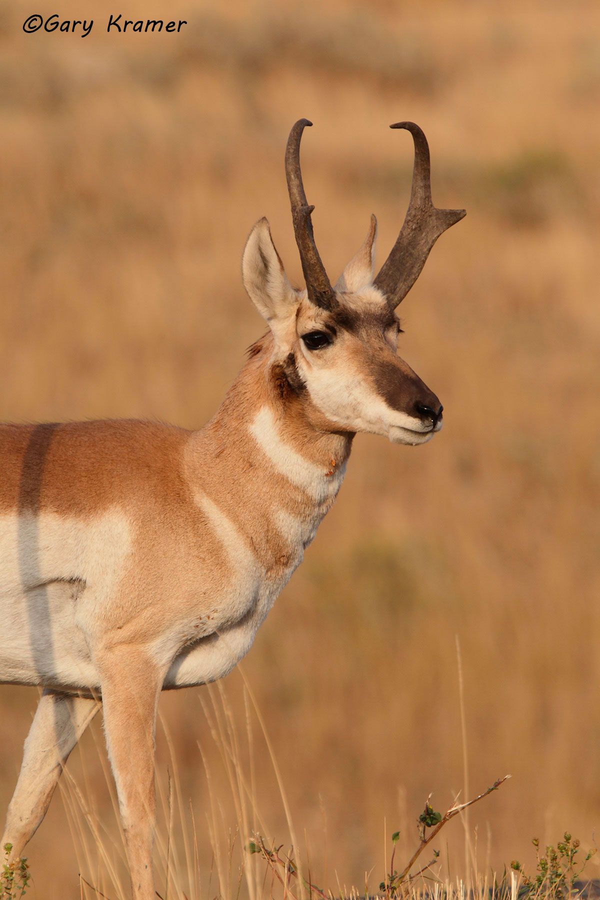 Pronghorn (Antilocapra americana) NMP#392d.jpg