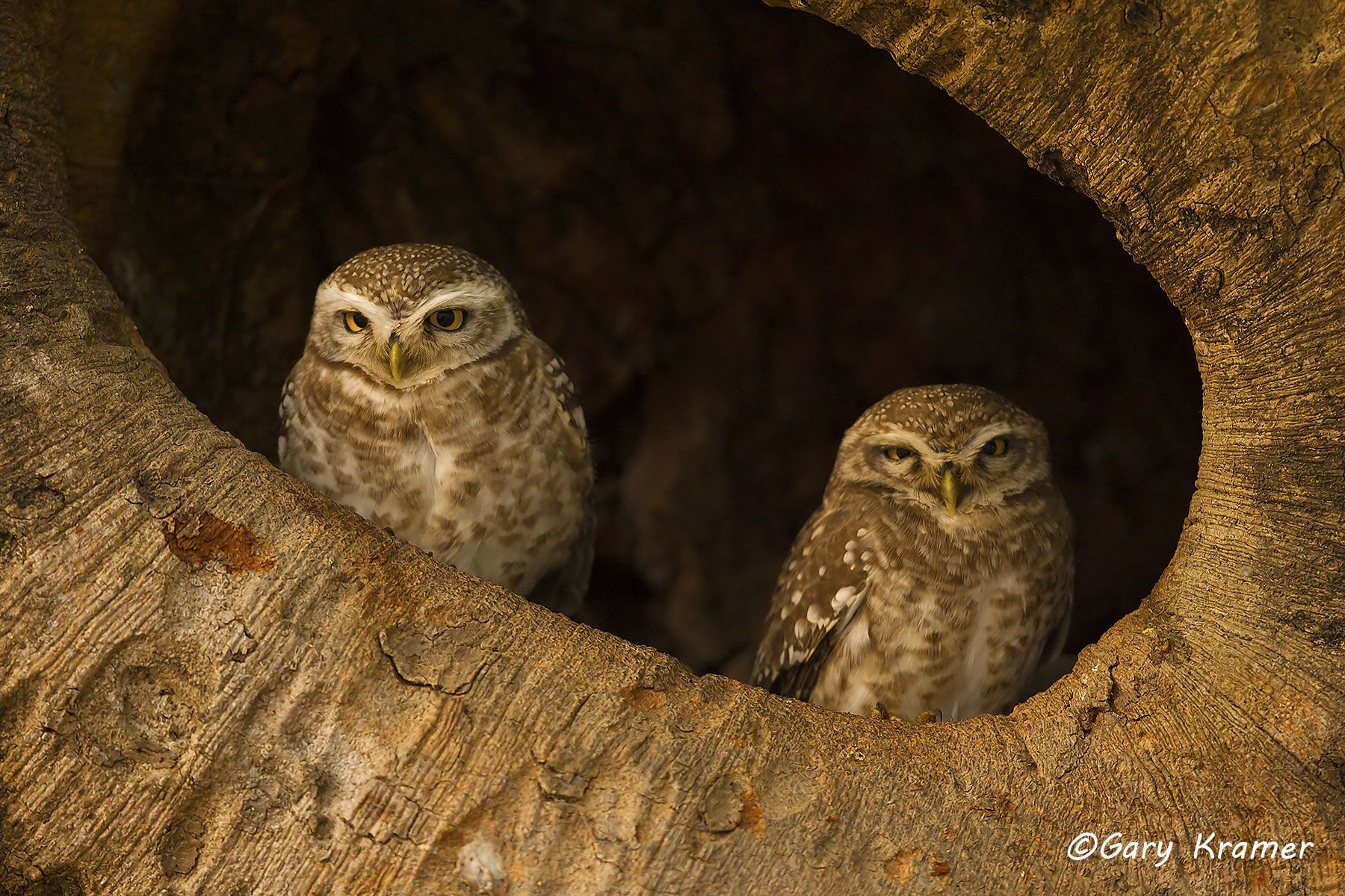 Spotted Owlet (Athene brama) Spotted Owlet (Athene brama)- IBOs#023d