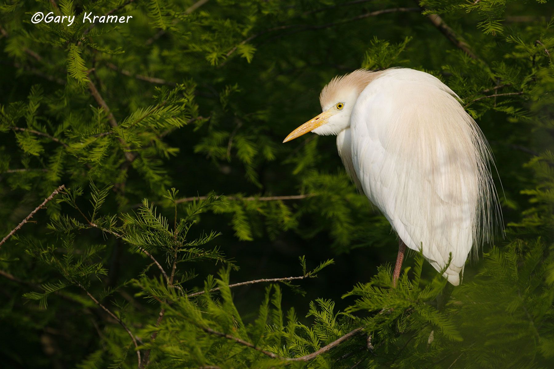 Cattle Egret (Bubulcus ibis) Cattle Egret (Bubulcus ibis) - NBHC#077d