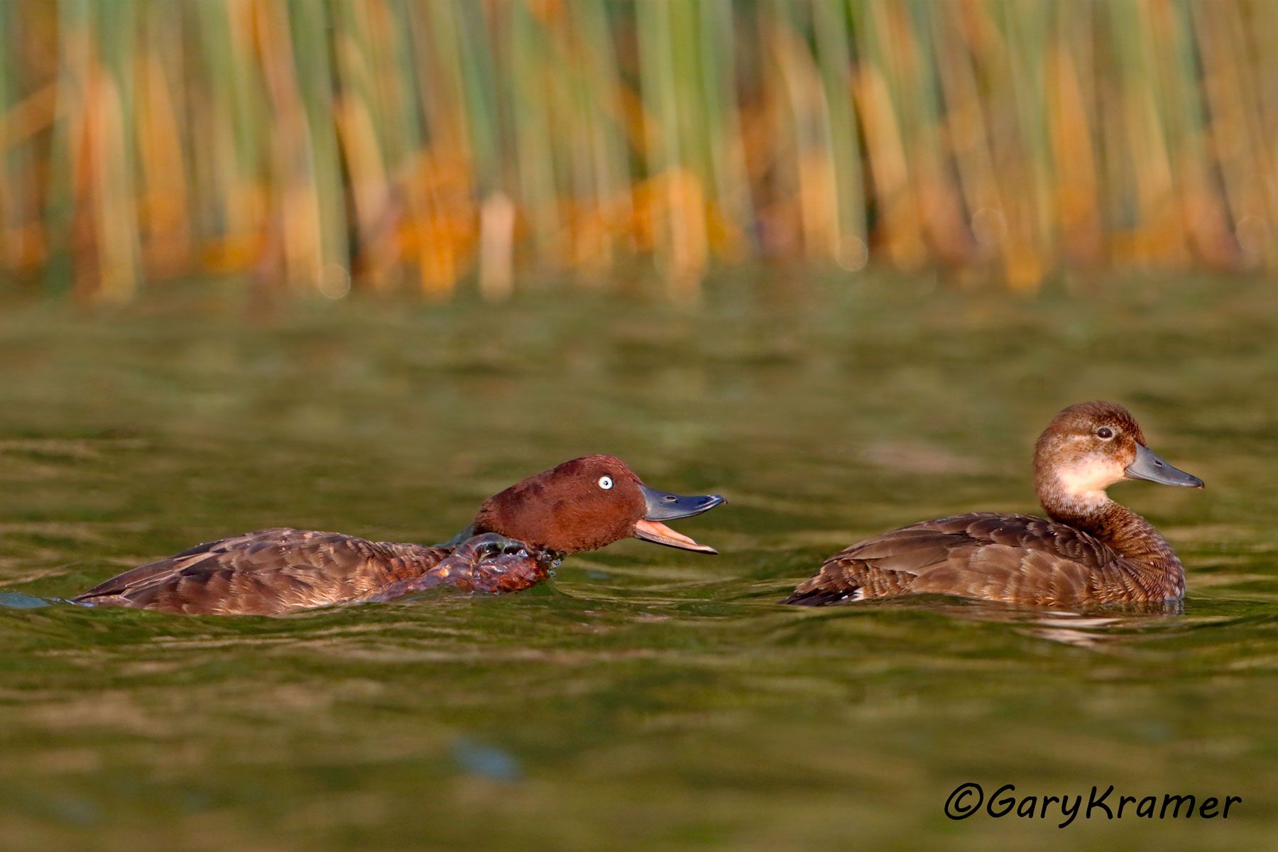 Madagascar Pochard (Aythya innotata) Madagascar Pochard (Aythya innotata) - ABWPm#215d (Madagascar)