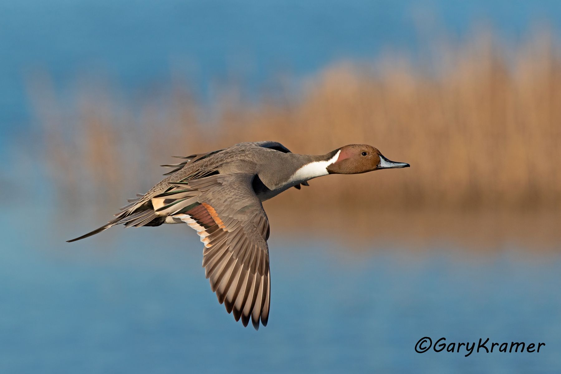 Northern Pintail (Anas acuta) - NBWP#9872d
