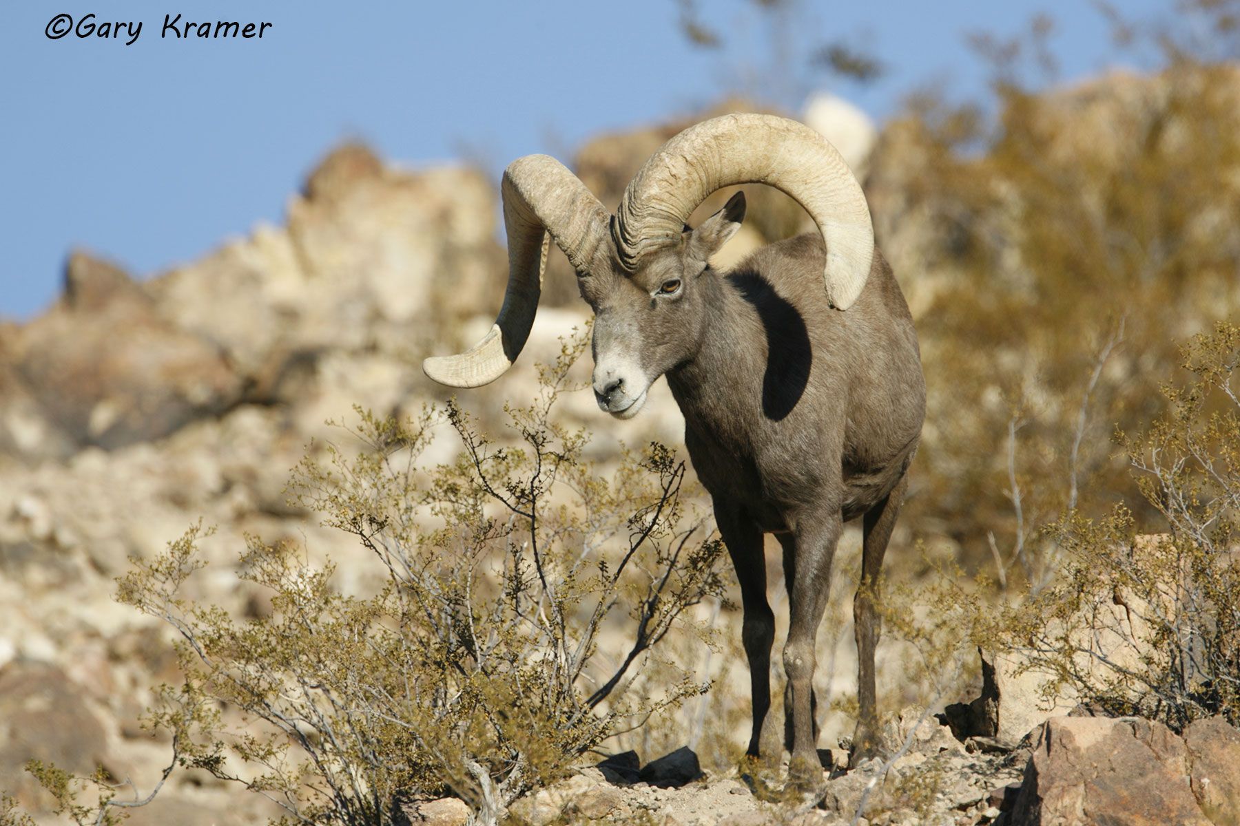 Desert Bighorn (Ovis canadensis nelsoni) by GaryKramer.net, 530-934-3873, gkramer@cwo.com Desert Bighorn (Ovis canadensis nelsoni) - NMSBd#472d