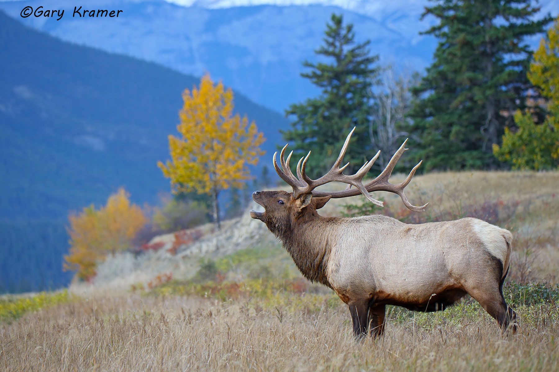 Rocky Mountain Elk (Cervus elaphus nelsoni) - NMERm#2683d