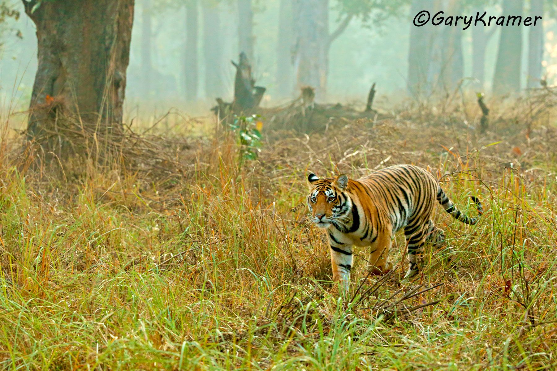 Tiger (Bengal) (Panthera tigrus tigrus) - AMTb#513d
