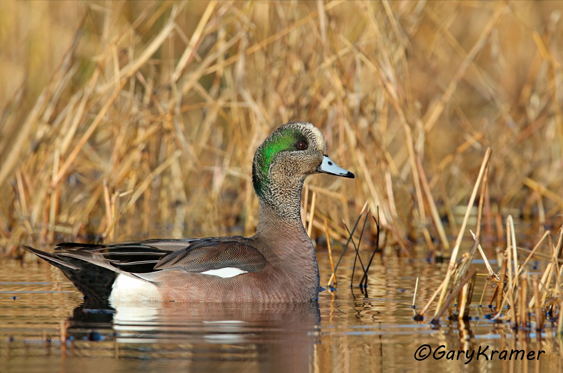 American Wigeon (Anas americana) American Wigeon (Anas americana) - NBWW#1733d