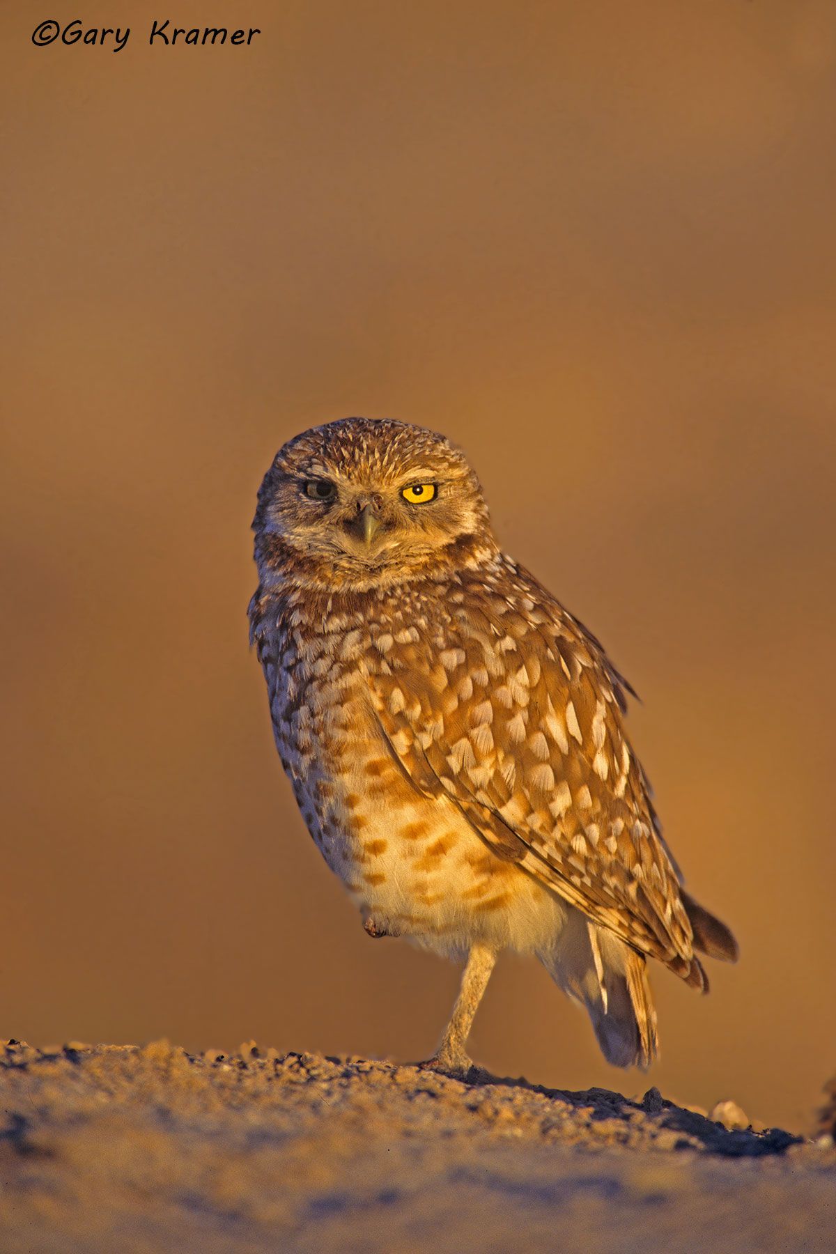 Burrowing Owl (Athene cunicularia) - NBOBu#068