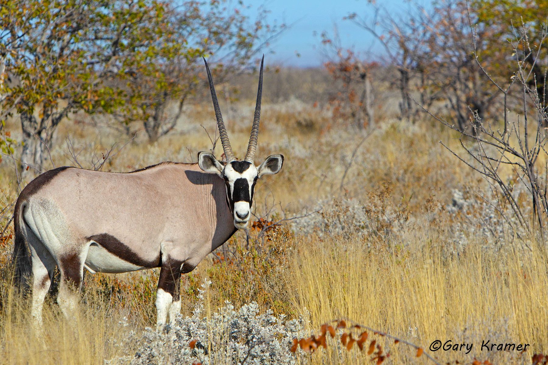 Gemsbok (Southern Oryx) Gemsbok (Southern Oryx) - AMUGs#091d