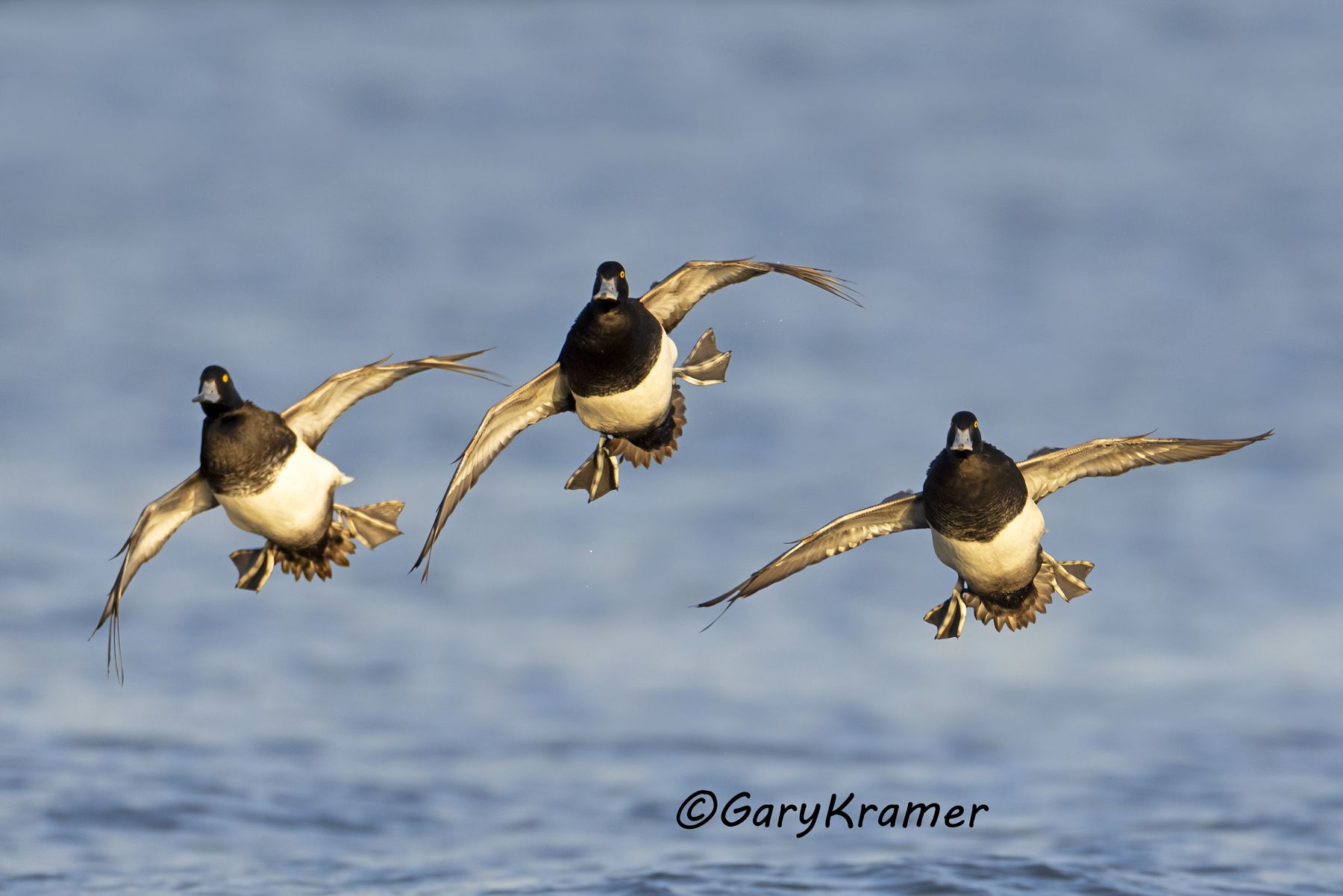 Lesser Scaup (Aythya affinis) - NBWSl#1803d(2)