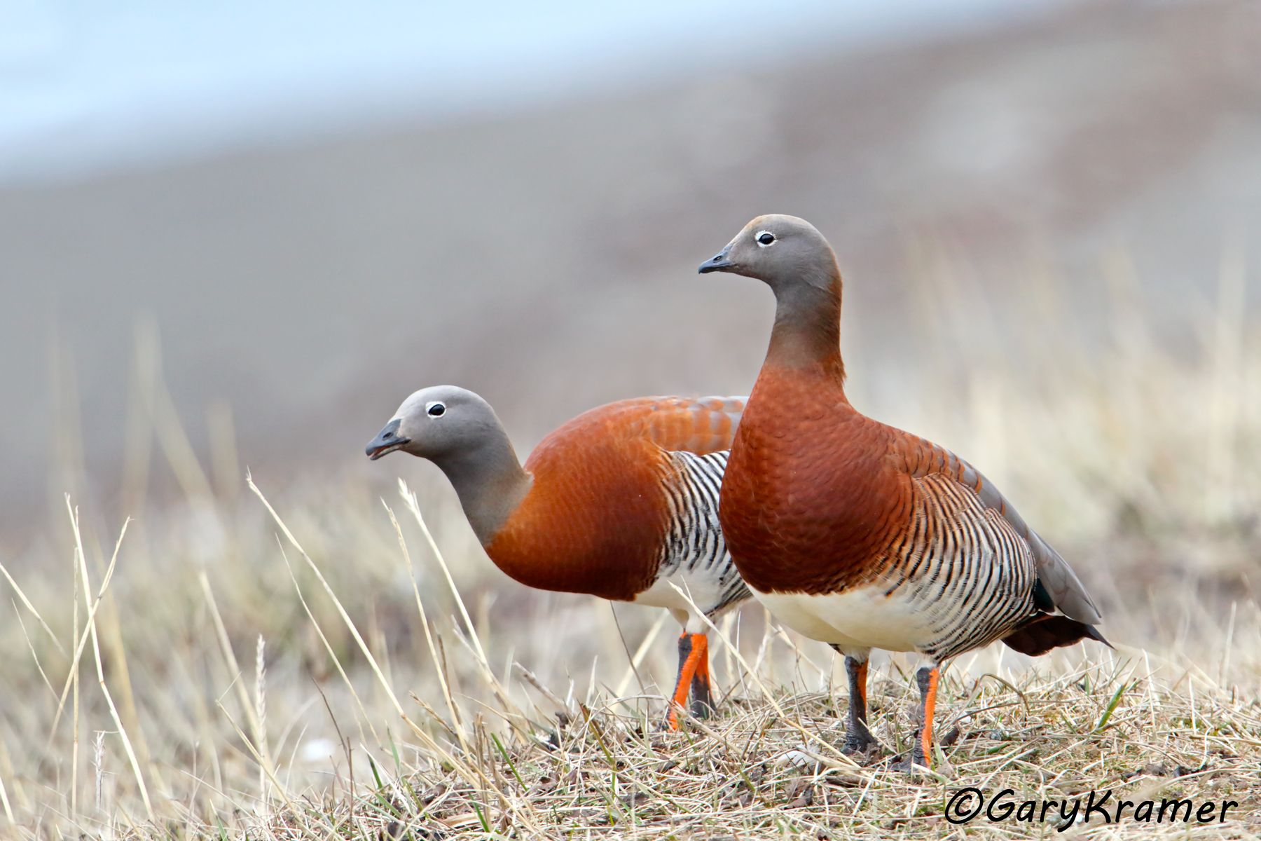 Ashy-headed Goose (Chloephaga poliocephala) - SBWGa#084d (Chile)