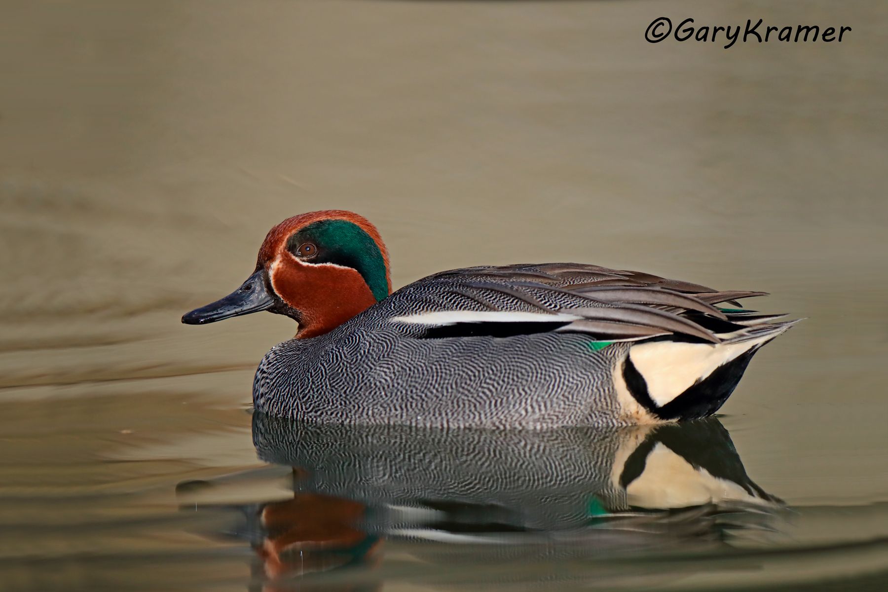 Common (Eurasian) Teal Common (Eurasian) Teal - EBWTgc#077d