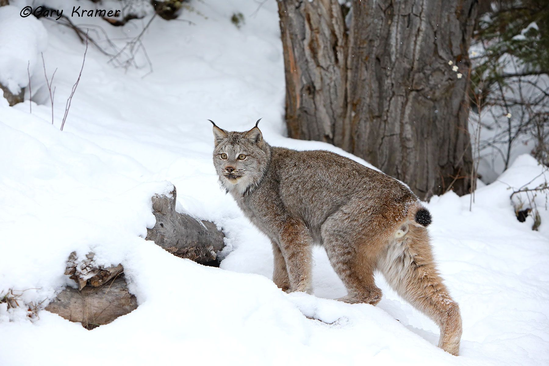 Lynx (Lynx canadensis) by GaryKramer.net, 530-934-3873, gkramer@cwo.com Lynx (Lynx canadensis) - NMCL#460d