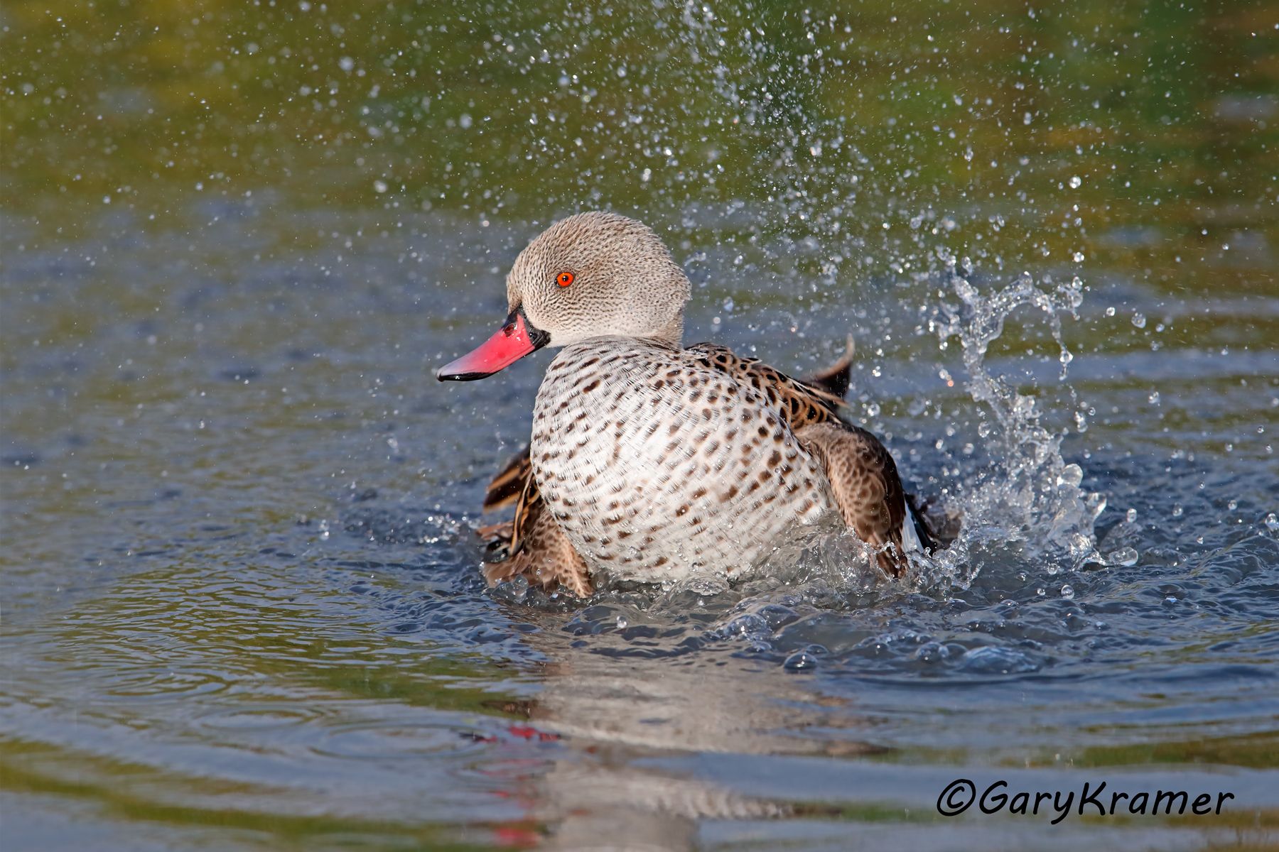 Cape Teal (Anas capensis)  Cape Teal (Anas capensis) - ABWCt#038d (Kenya)