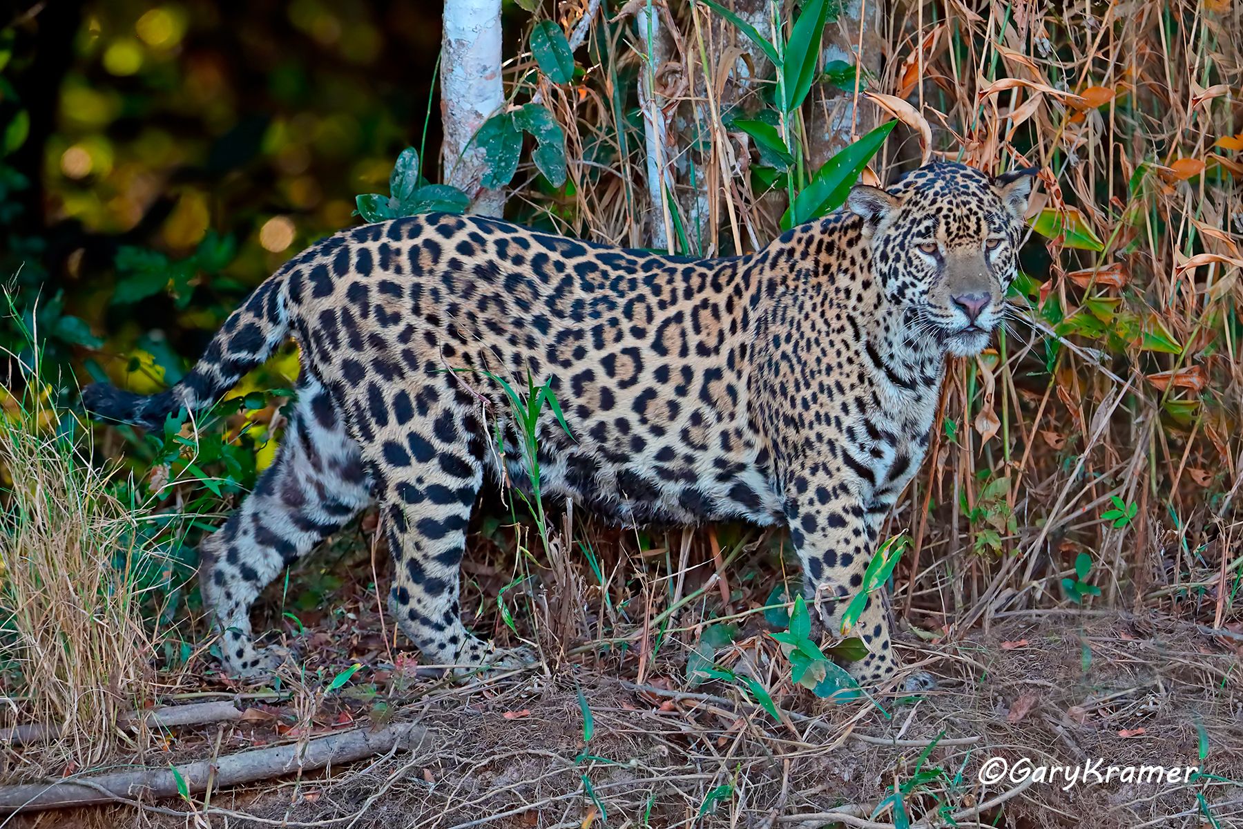 Jaguar (Puma onca) - SMJp#020d