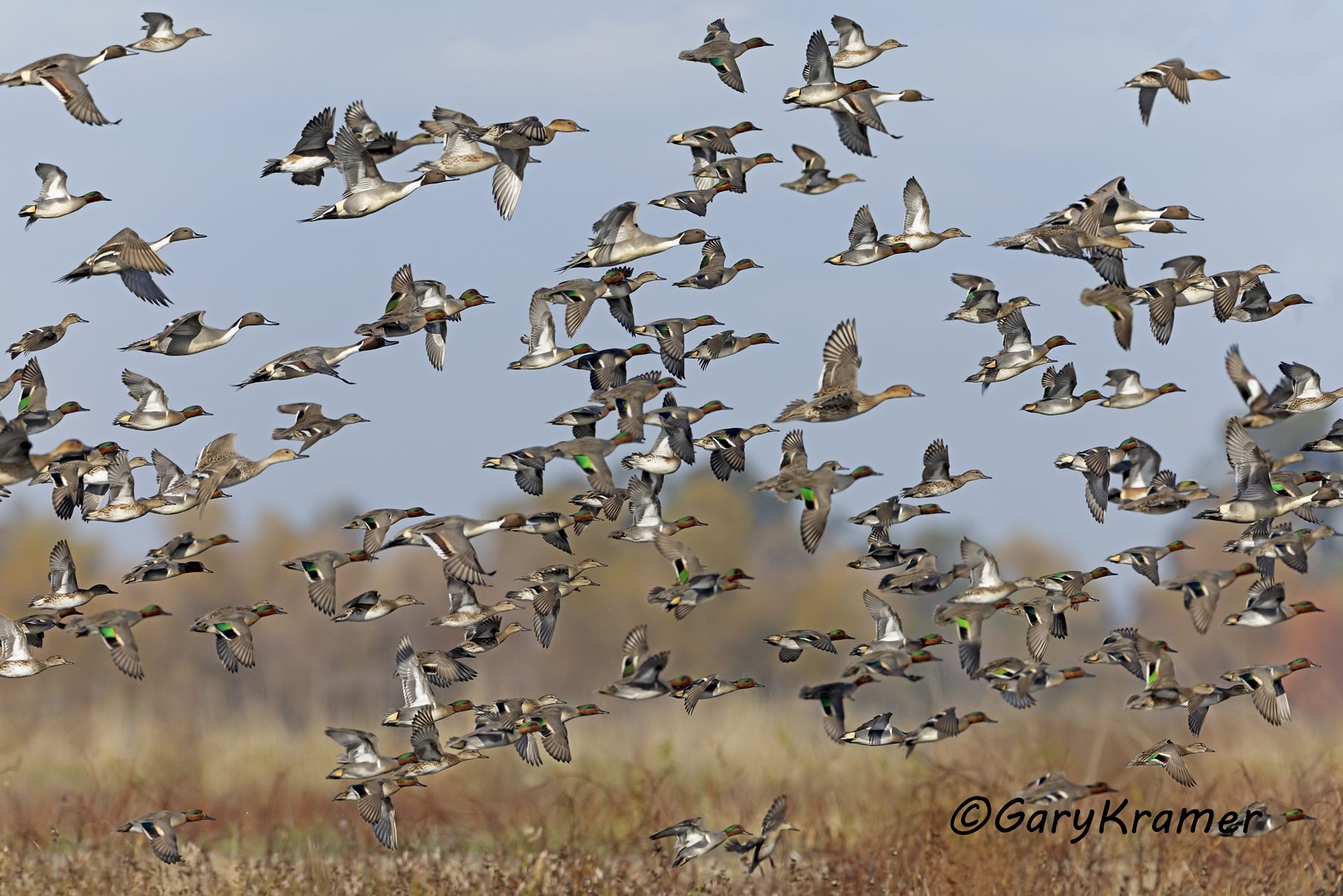 Mixed Duck Flock - NBWX#2709d