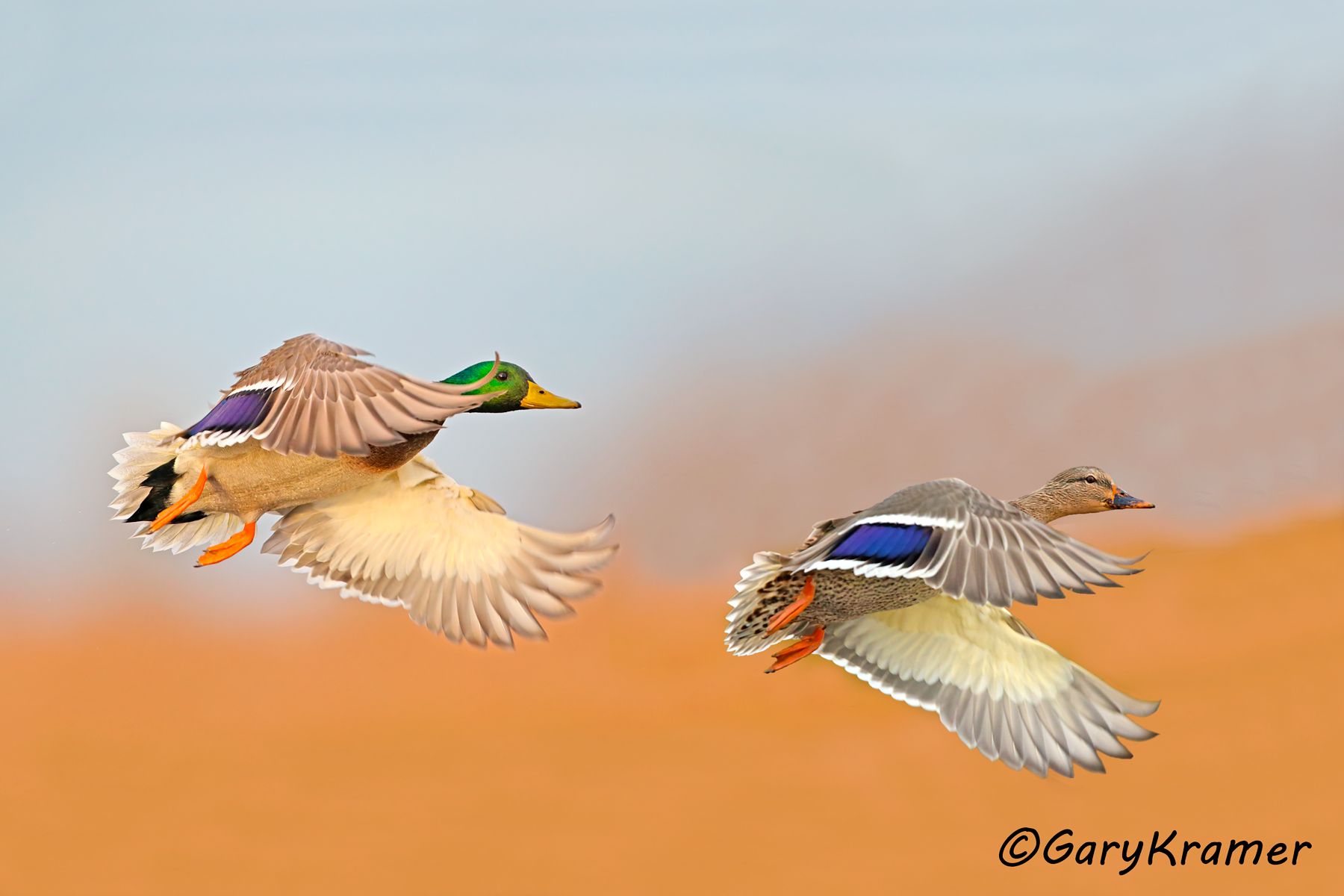 Mallard (Anas platyrhynchos) Mallard (Anas platyrhynchos) - NBWM#2937d(3)