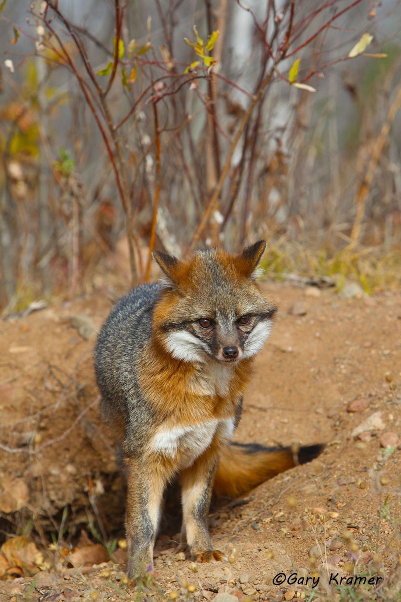 Gray Fox (Uricyon cinereoargenteus) - NMFg#333d