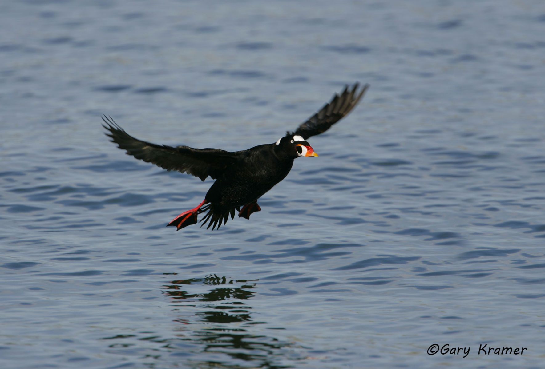 Surf Scoter (Melanitta perspicillata) - NBWSs#170d