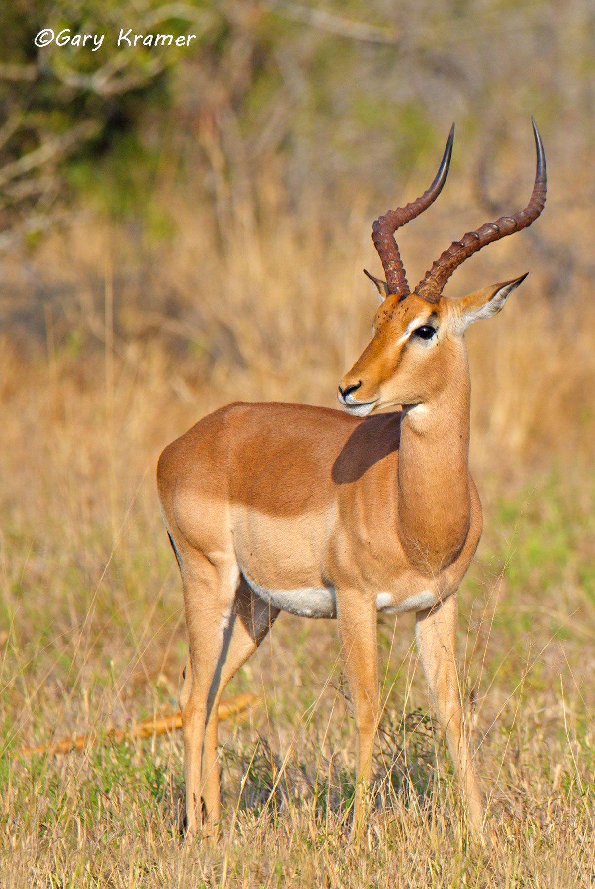 Antelope - Gazelle - Zebra - Gary Kramer Photographer / Writer