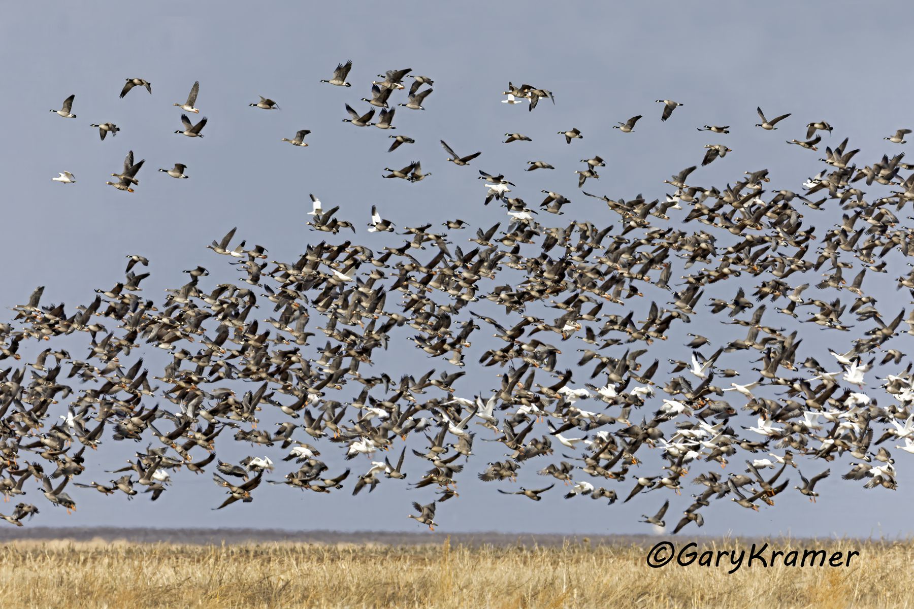 Mixed Waterfowl Flock - NBWGx#1062d