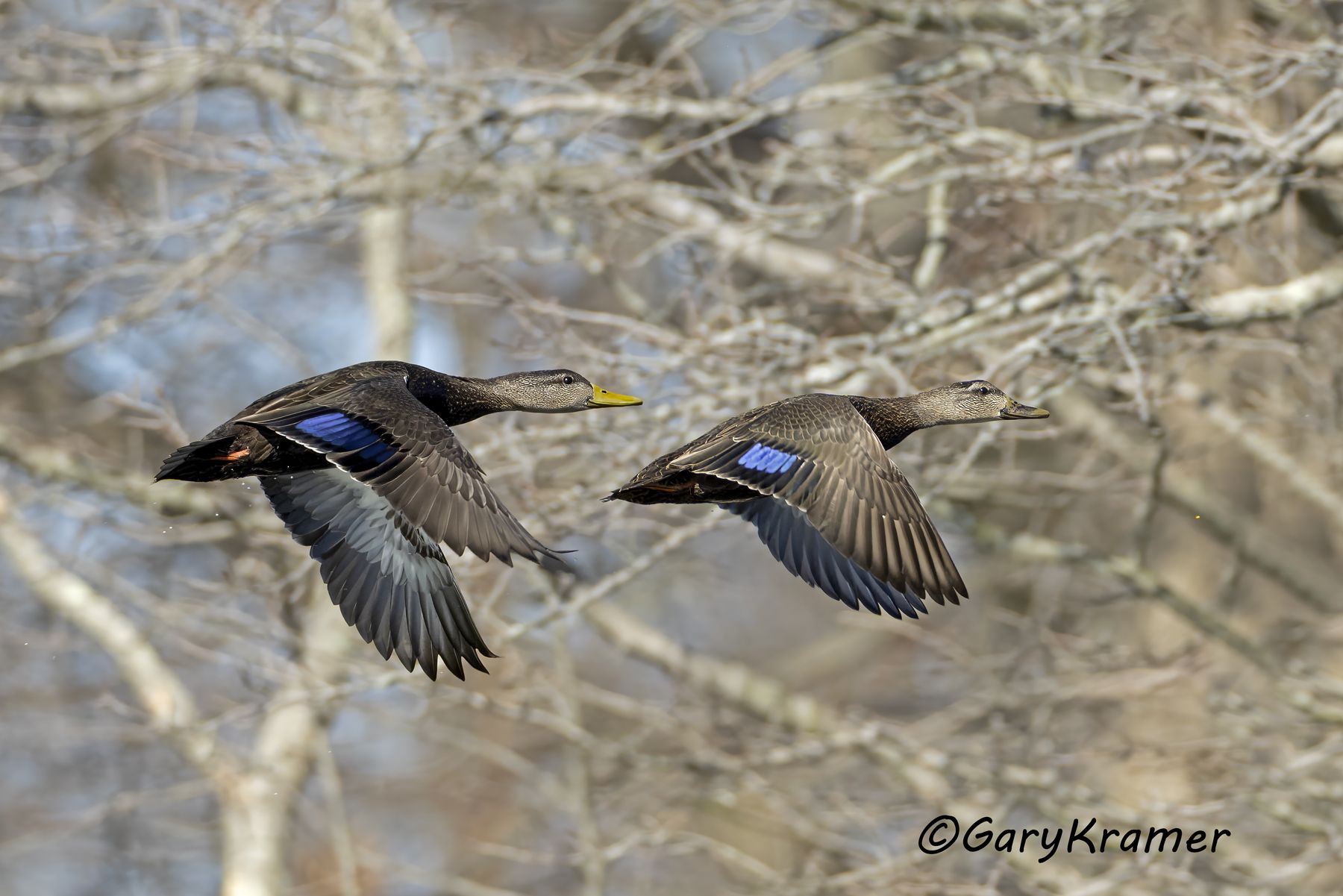 American Black Duck (Anas rubripes) American Black Duck (Anas rubripes) - NBWBd#1436d