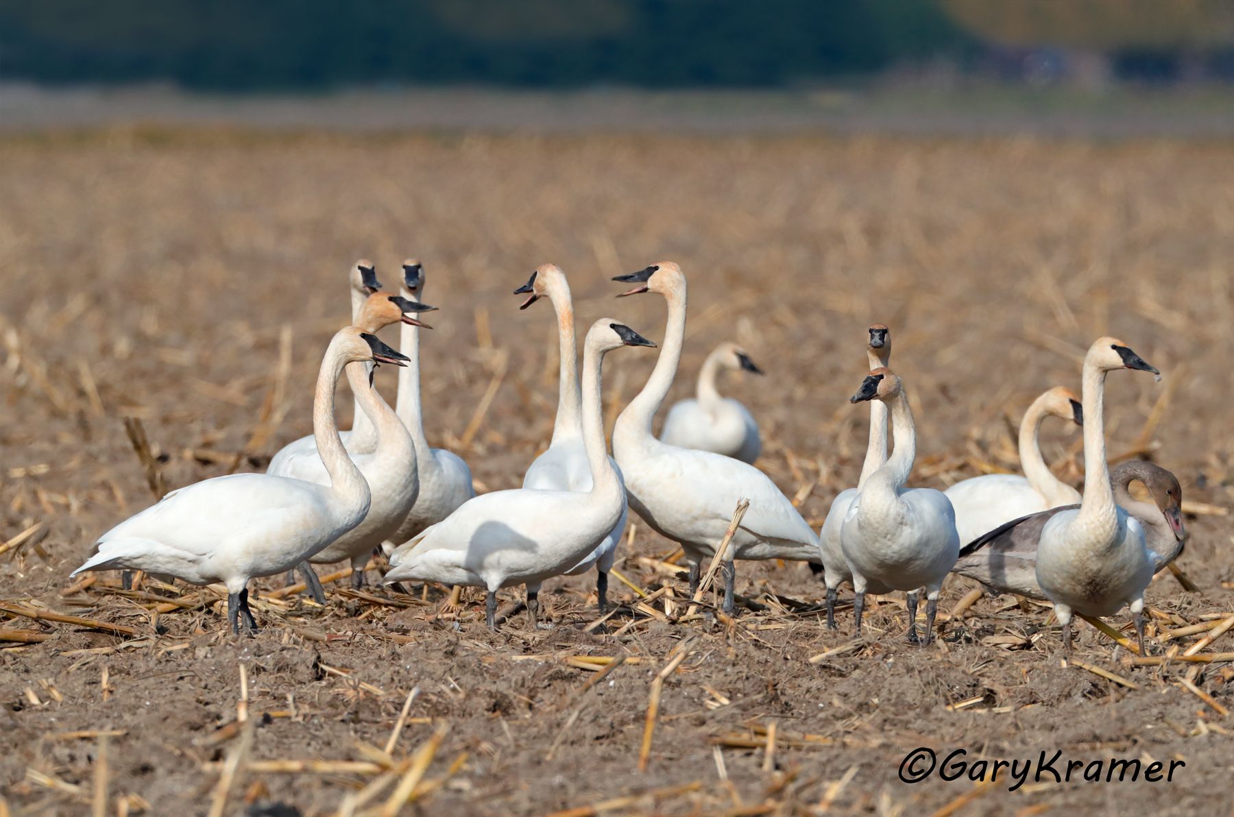 Trumpter Swan (Cygnus buccinator)  Trumpter Swan (Cygnus buccinator) - NBWSt#192d
