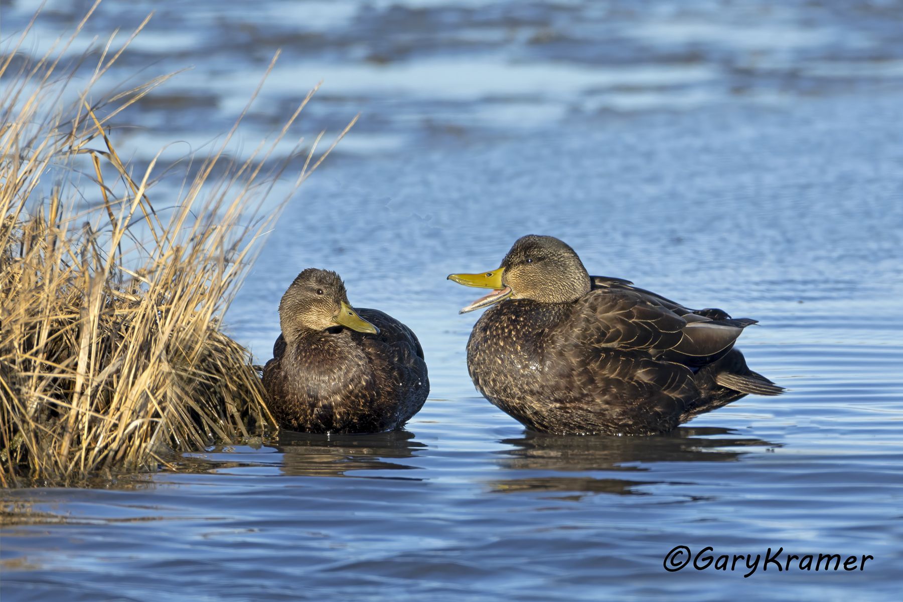 American Black Duck (Anas rubripes) American Black Duck (Anas rubripes) - NBWBd#1437d(2)