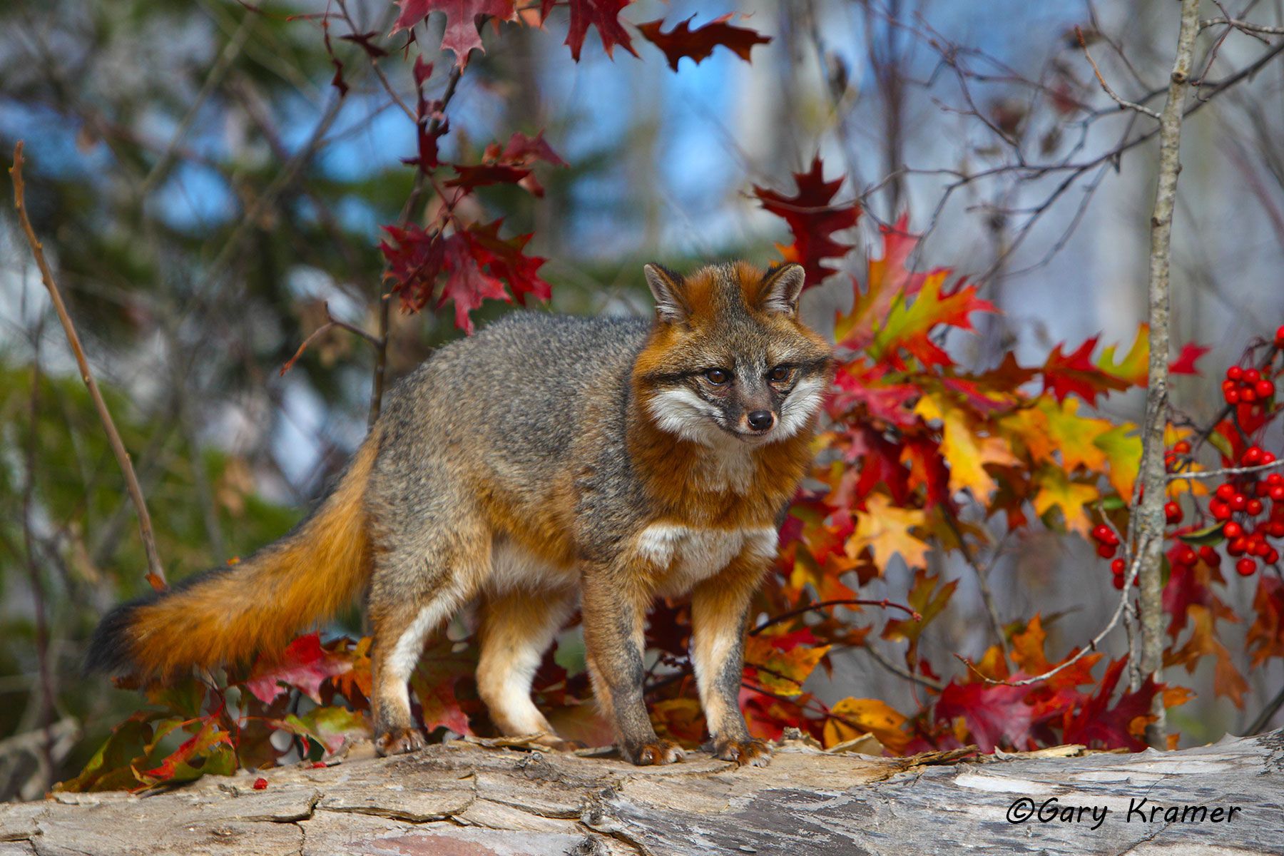 Gray Fox (Uricyon cinereoargenteus) - NMFg#282d